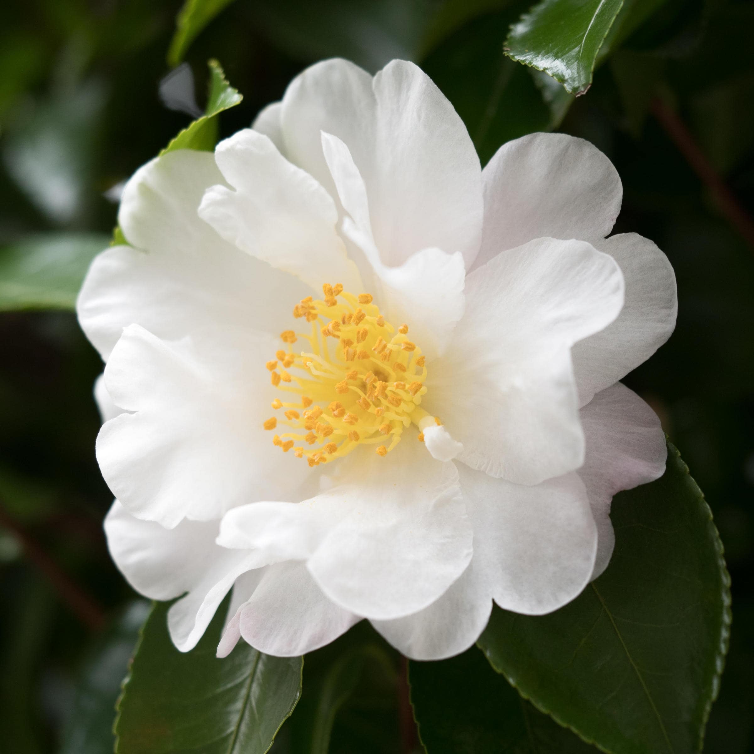 knights of the white camellia