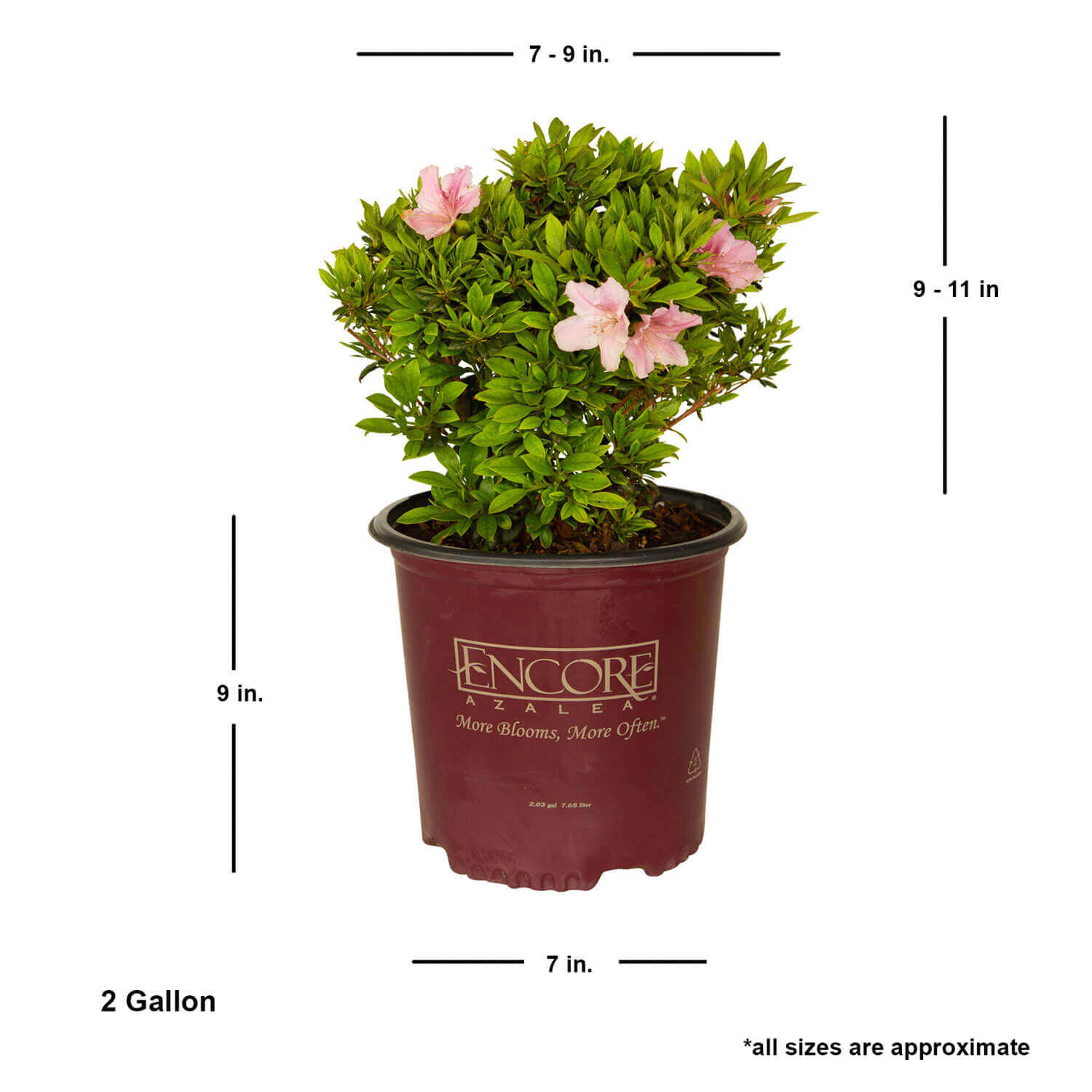 Encore Azalea 80622-1 shrubs - View #5