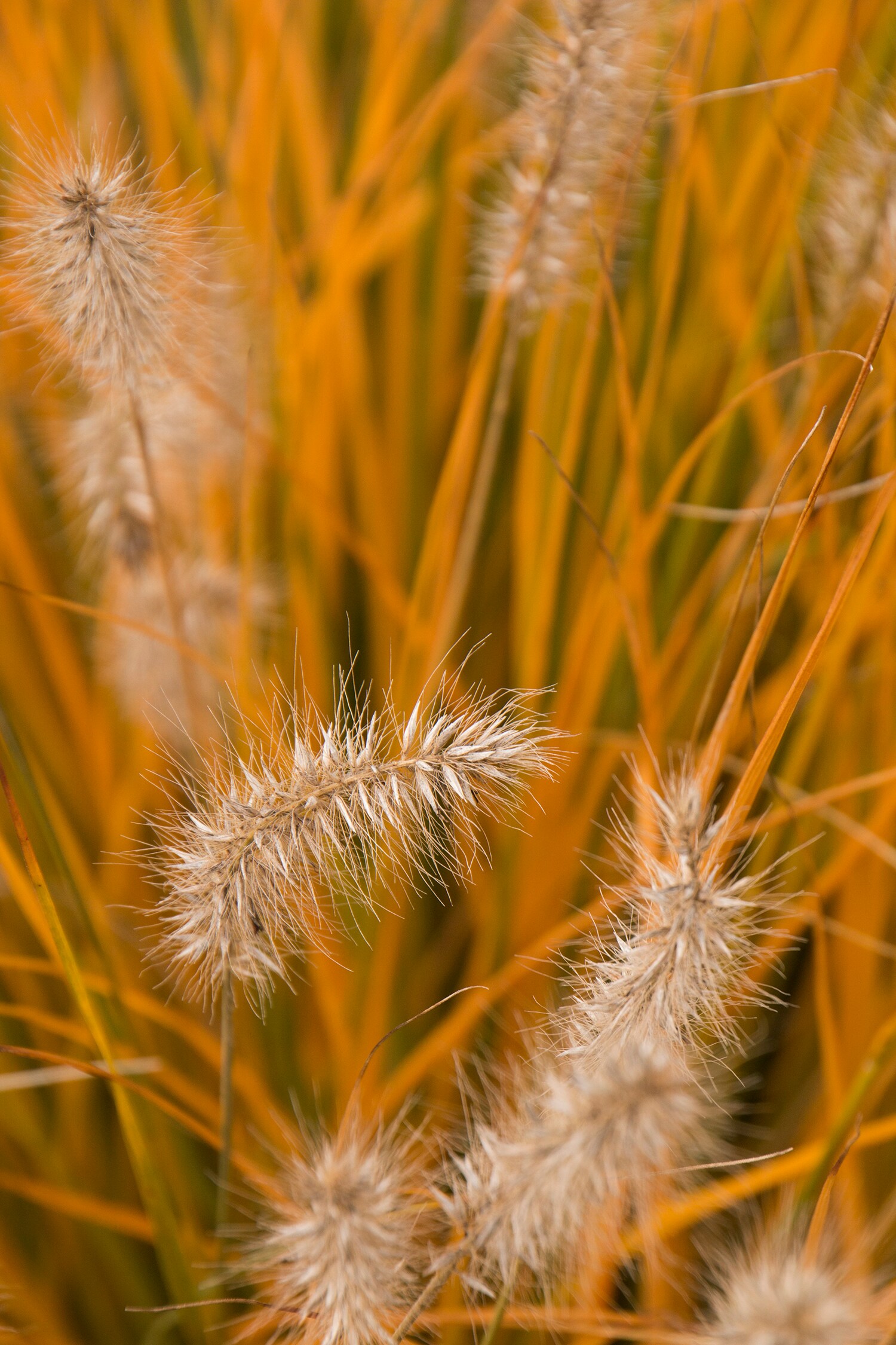 Monrovia 064262 Ornamental-Grasses - View #5