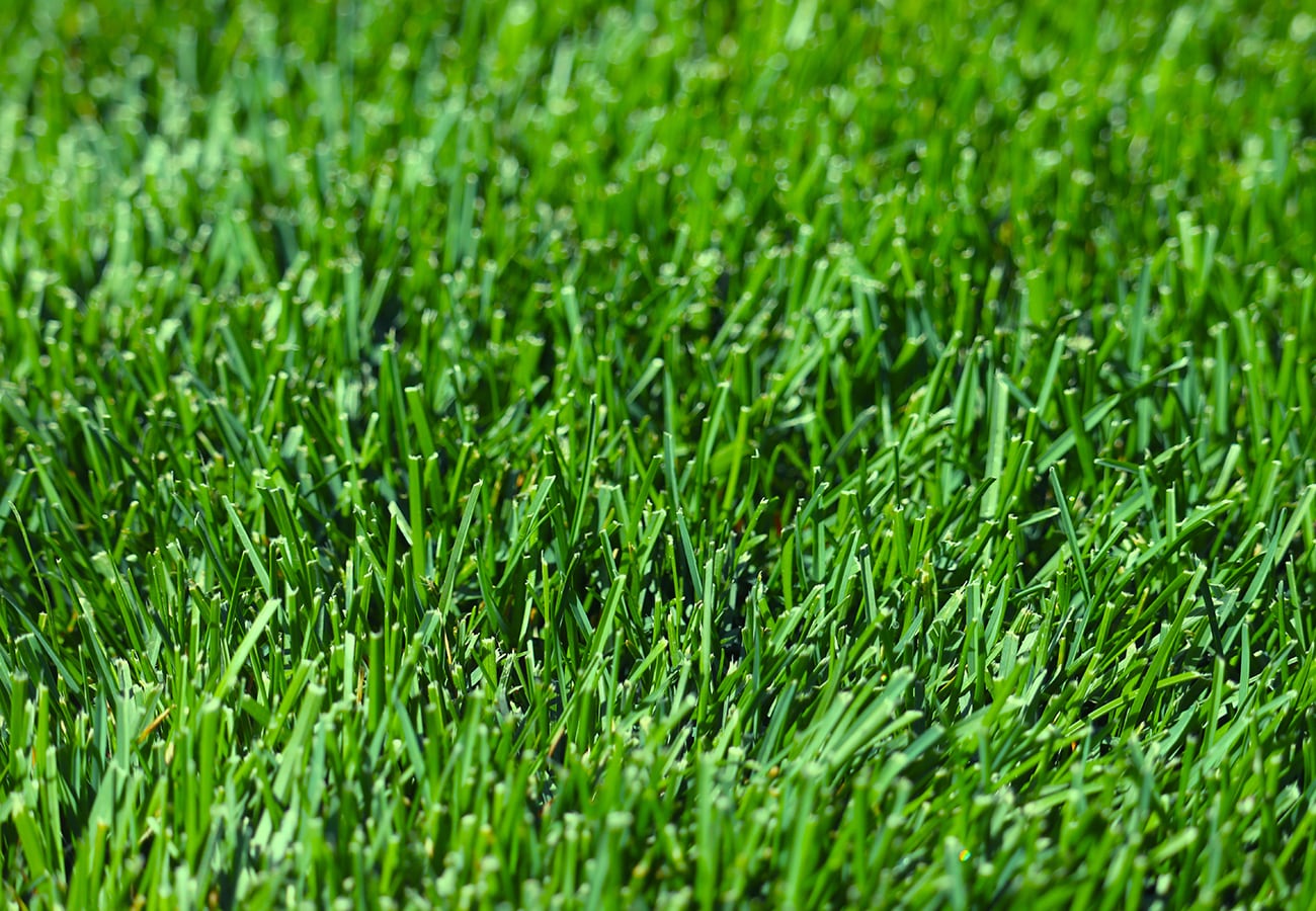 Harmony Outdoor Brands BLUEGRASS-2DS sod - View #2