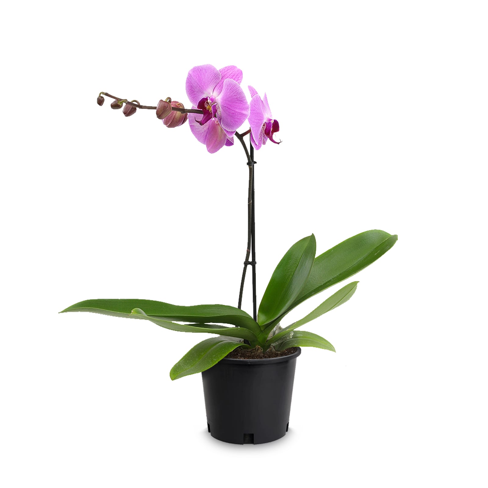 Lowe's N/A Multicolor Phalaenopsis Moth Orchid House Plant in 1.5-Quart Pot