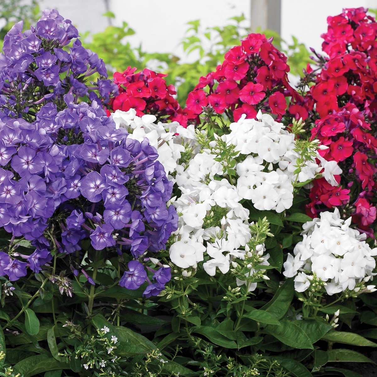 Van Zyverden 83863 Multicolor Tall Phlox Patriotic Bulbs 5 Count