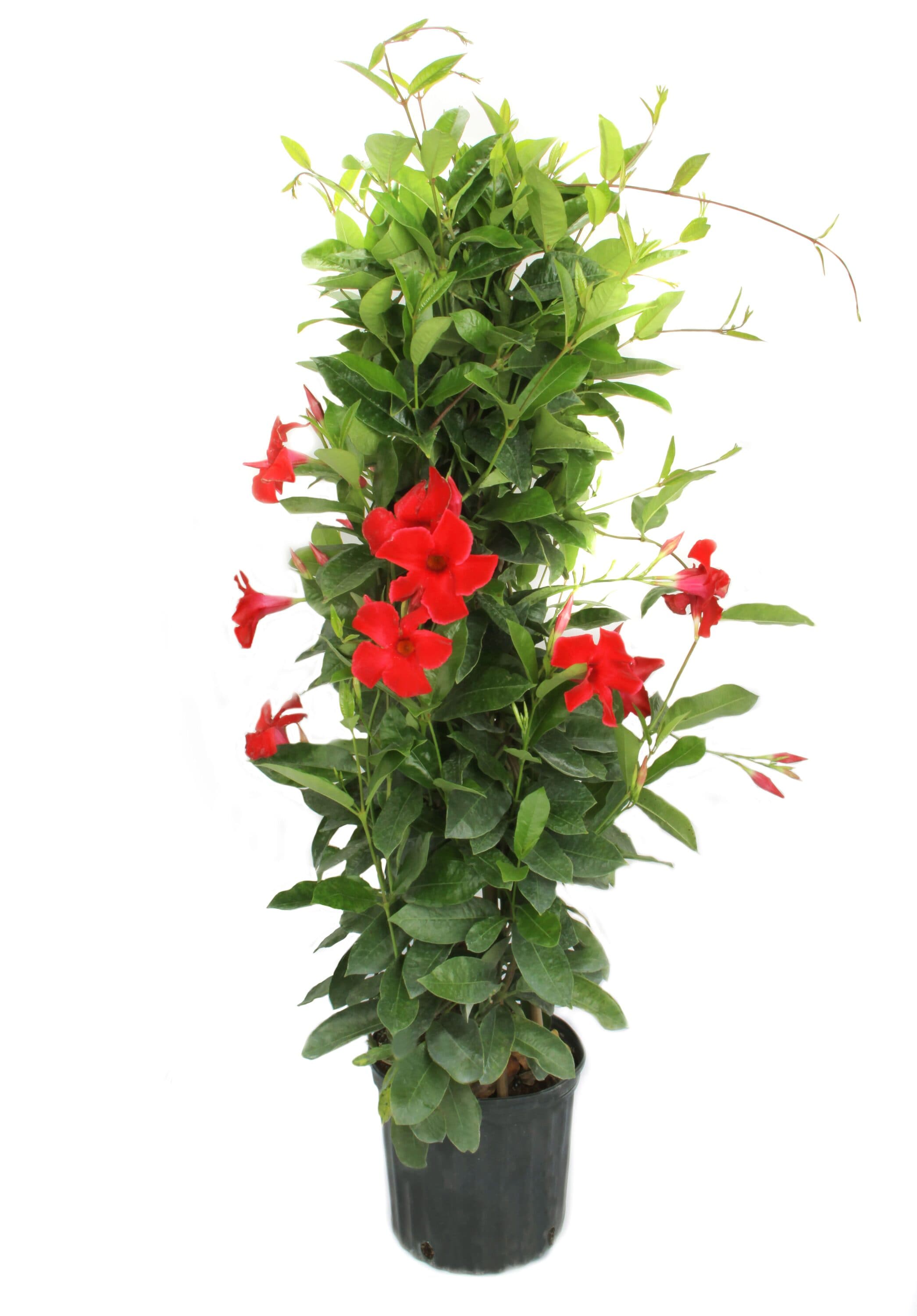 Costa Farms XL-MTR-G-POT-01-LW Madevilla Tepee Flowering Shrub in 3.9 -Gallon Pot 1 -Pack