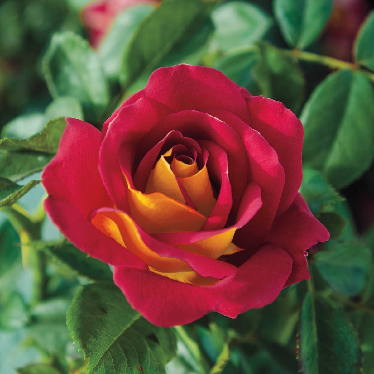 Spring Hill Nurseries Red Flowering Ketchup and Mustard Floribunda Rose ...