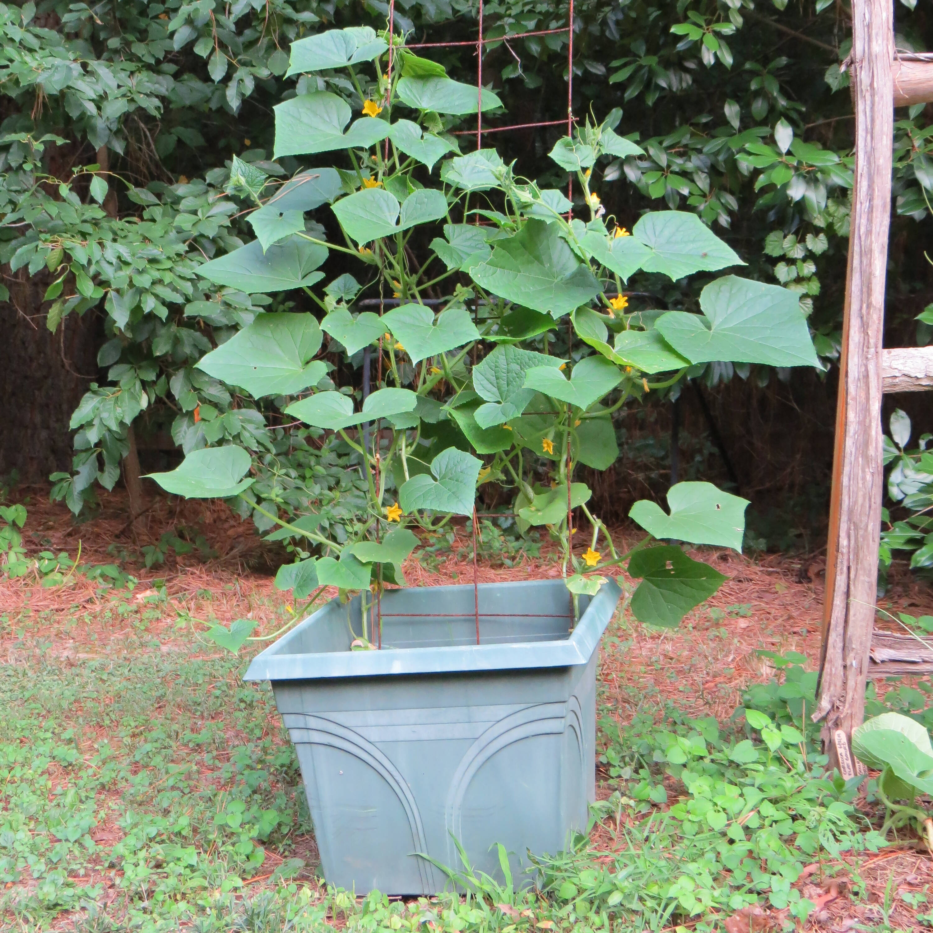 Proven Winners VEGCUC1017504 Vegetable-Plants - View #3