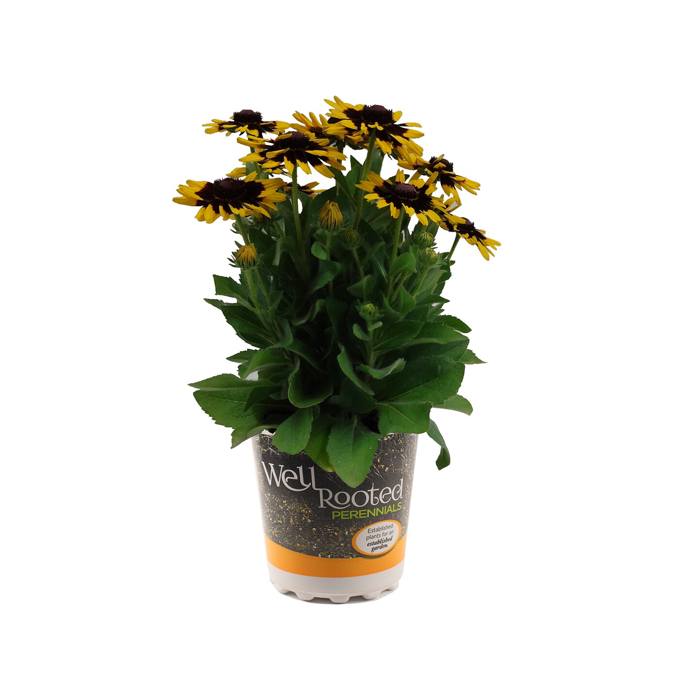 Lowe's NURSERY Yellow Black Eyed Susan in 2.5-Quart Pot