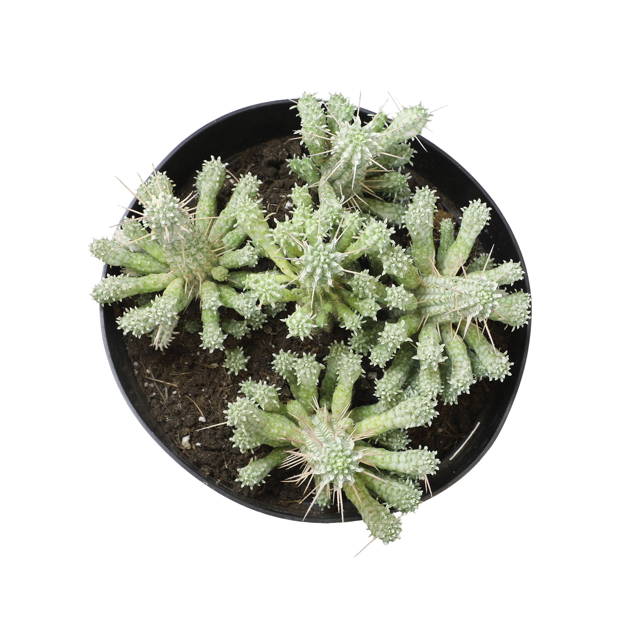 Lowe's 665342 hseplants - View #4