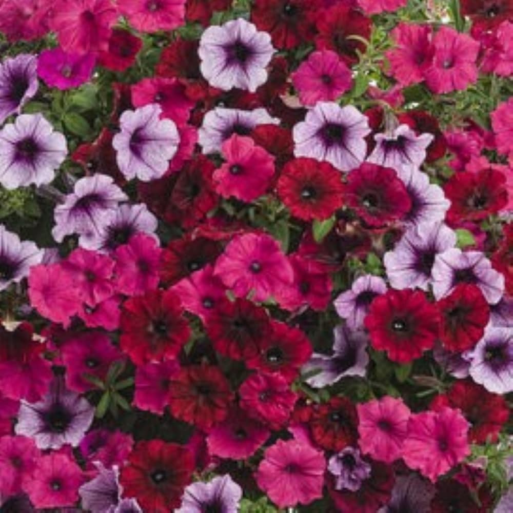 Ready Refill NURSERY annuals - View #3