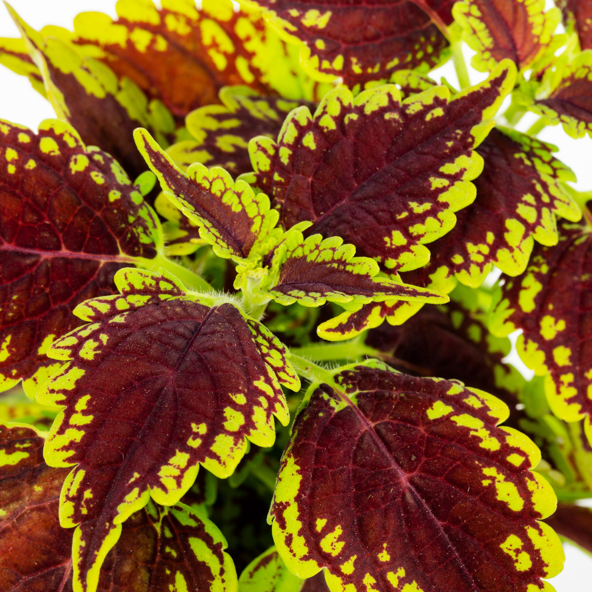 Lowe's Coleus in 1-Pint Pot in the Annuals department at Lowes.com