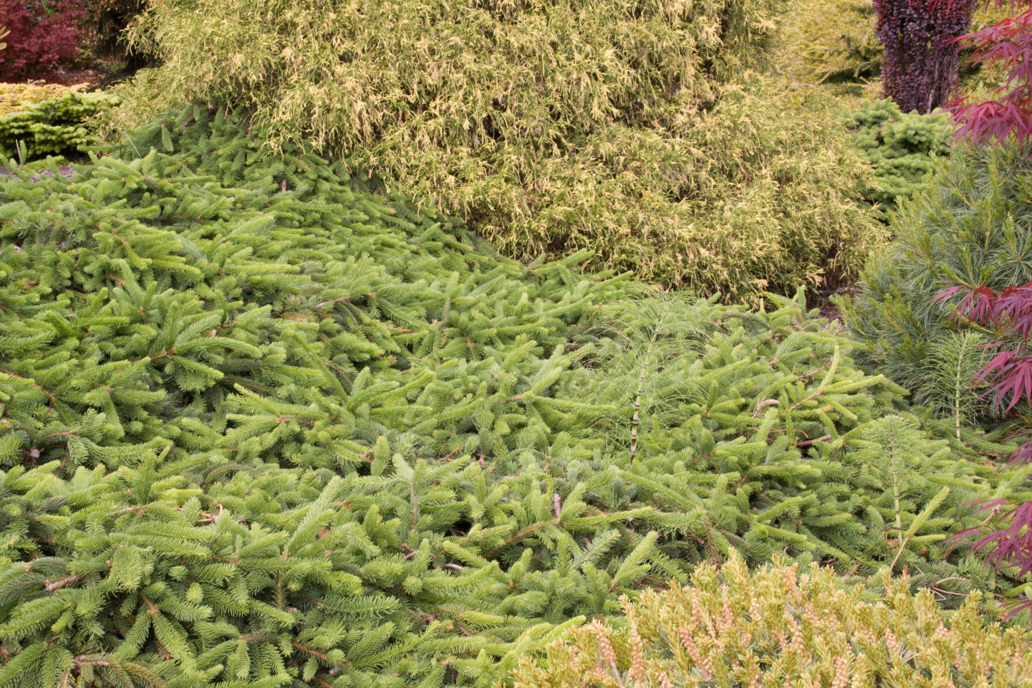 Spring Hill Nurseries Birds Nest Spruce Evergreen Foundation Hedge