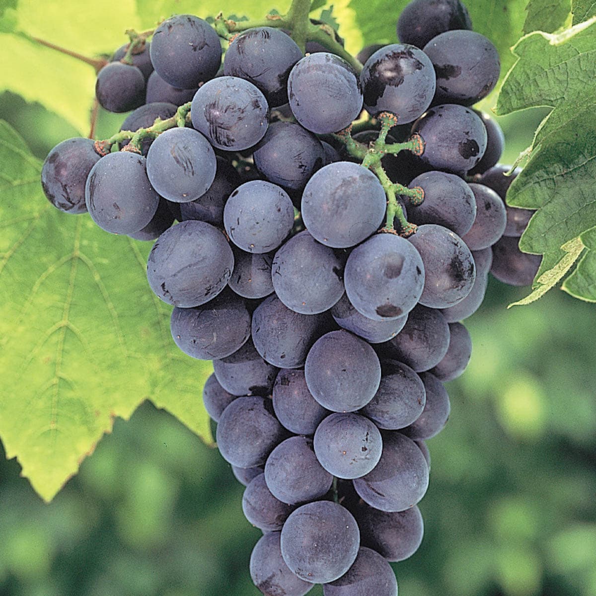 Gurney's Seed and Nursery 87521 1.0 -Pack Grape Plant in Pot