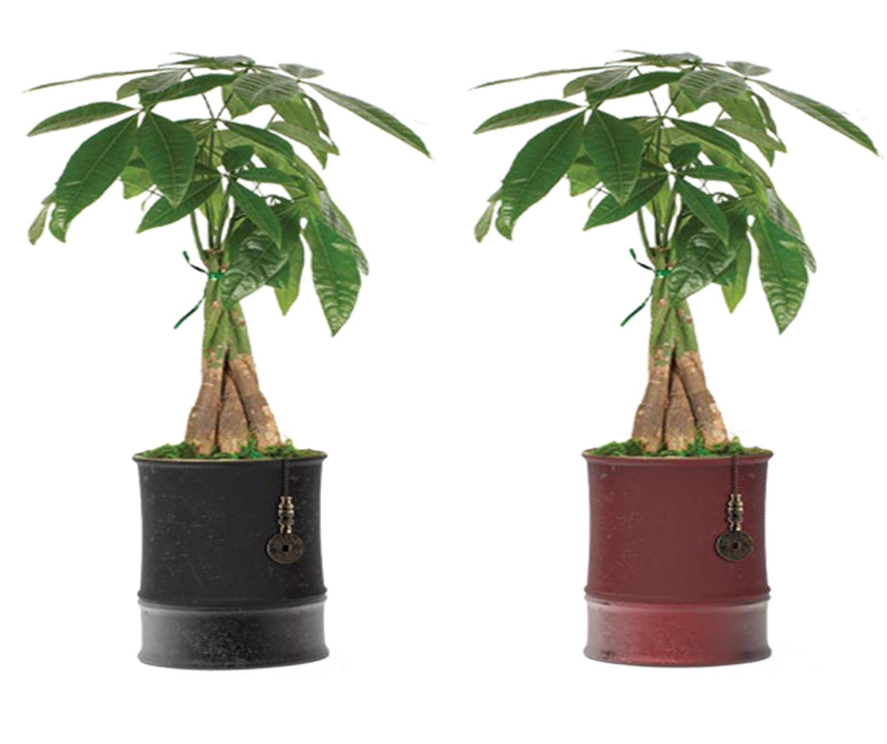LiveTrends ASB07538 Fortune House plant in 12 Ounce(s) Pot 1 -Pack