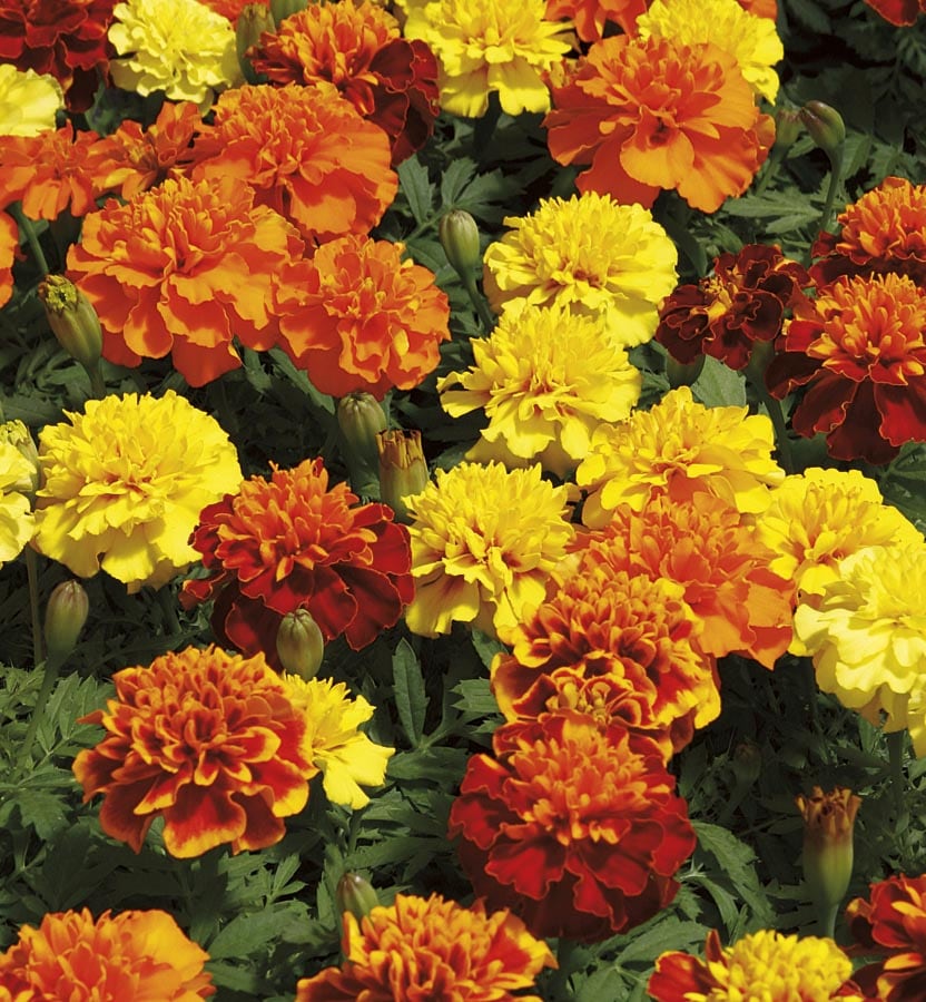 Lowe's NURSERY Marigold in 1.75-Gallon