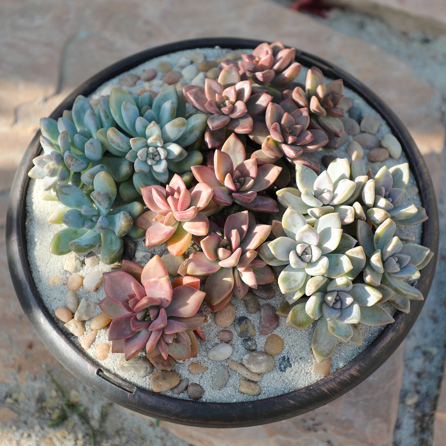 Altman Plants 0872635 Cacti-Succulents - View #8
