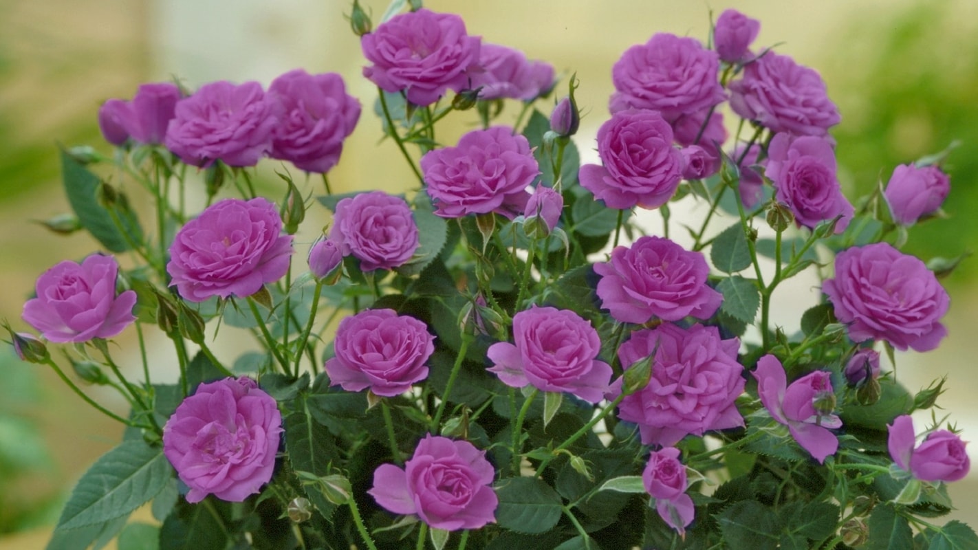National Plant Network LW1611 roses - View #3