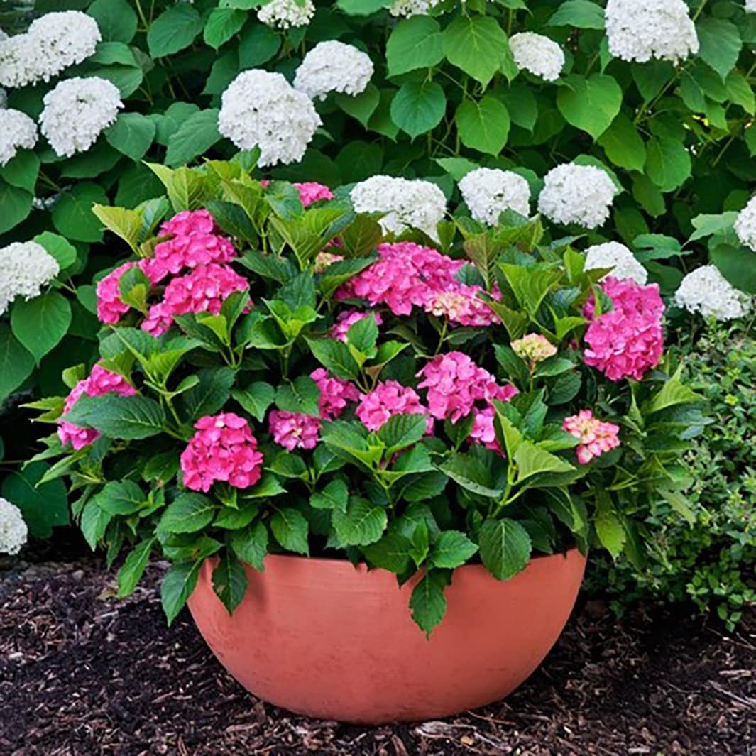 Proven Winners Multicolor Cityline Venice Bigleaf Hydrangea 