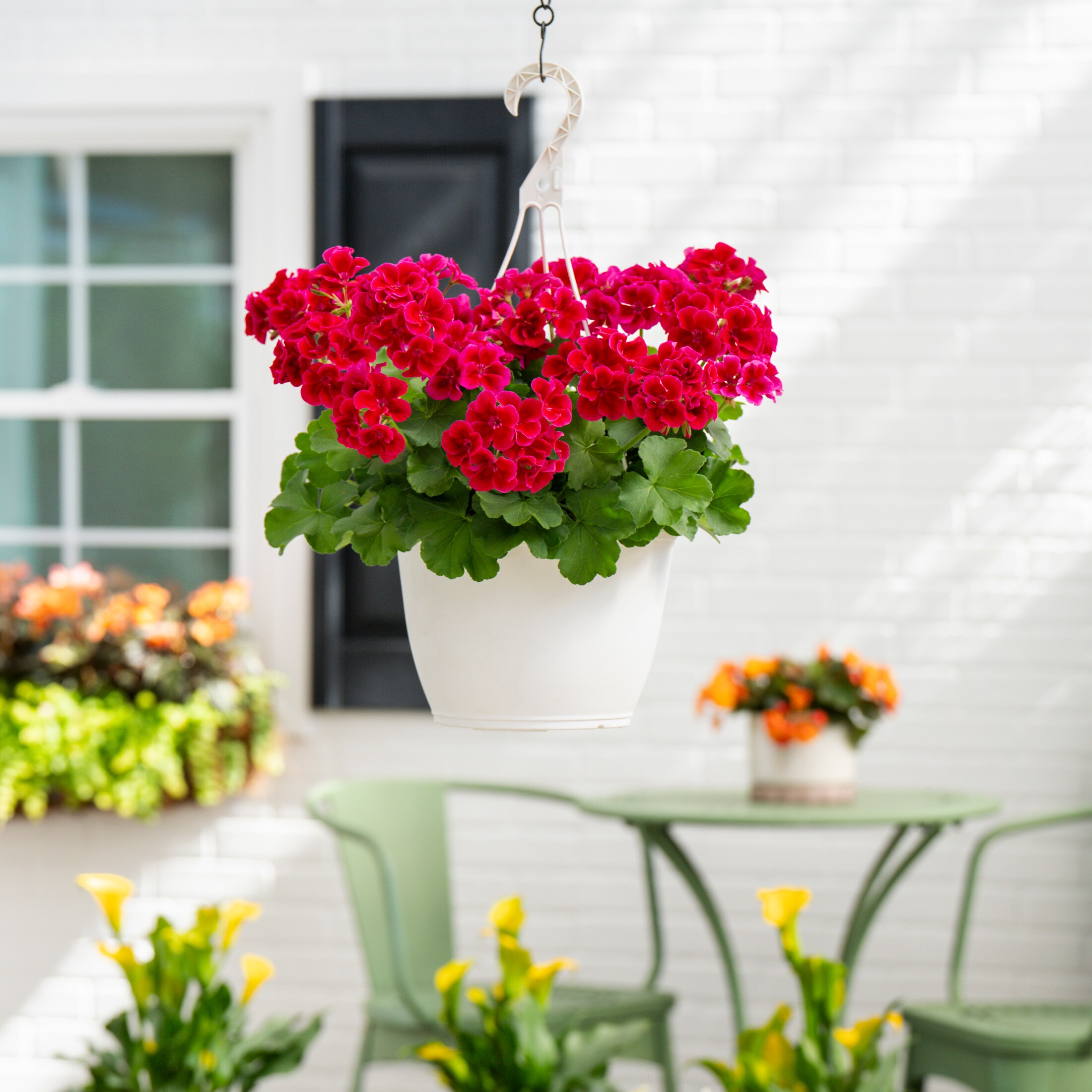 Monrovia 78981 annuals - View #3