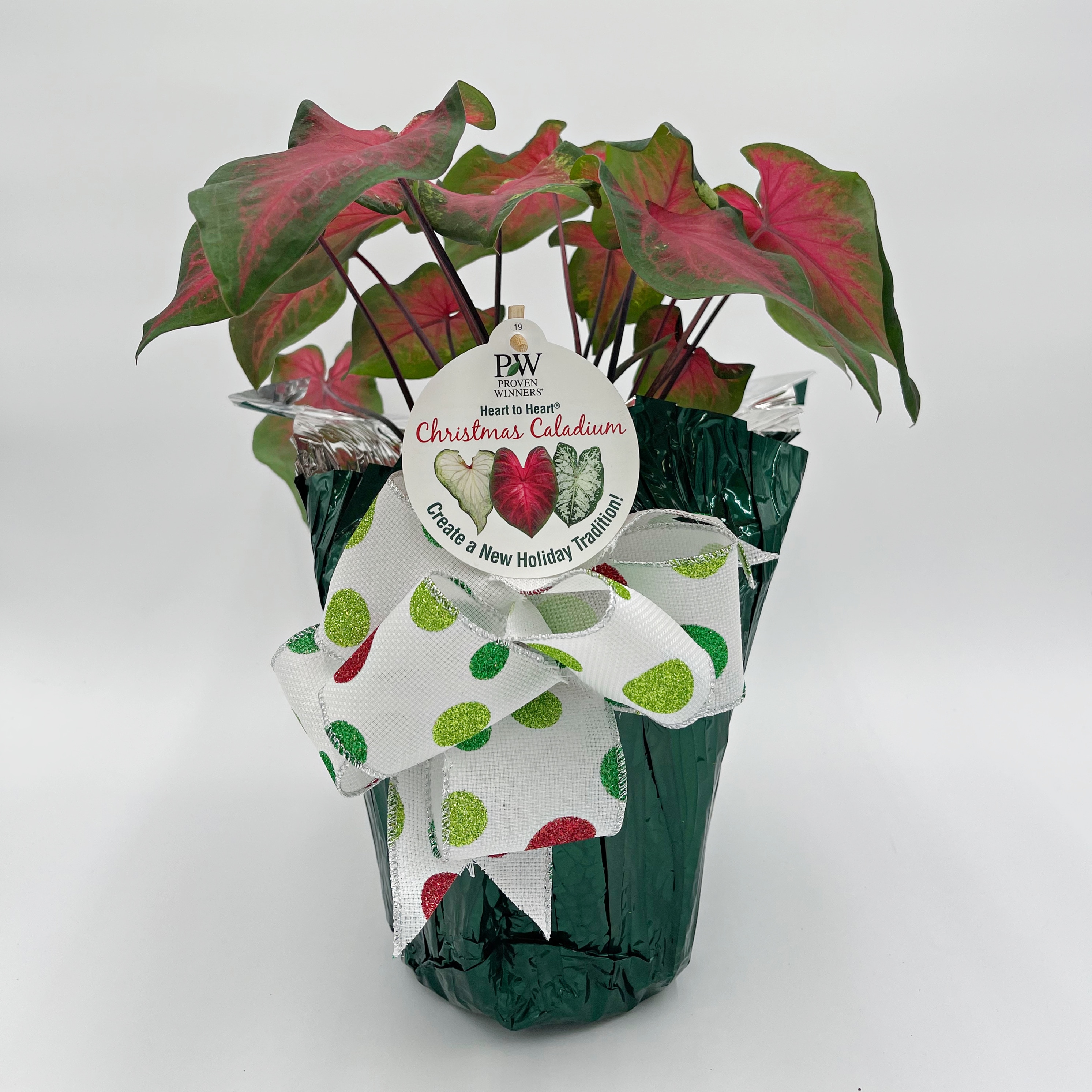 Proven Winners CLDPRW1327100 1 -Gallon Fresh Christmas Potted Caladium