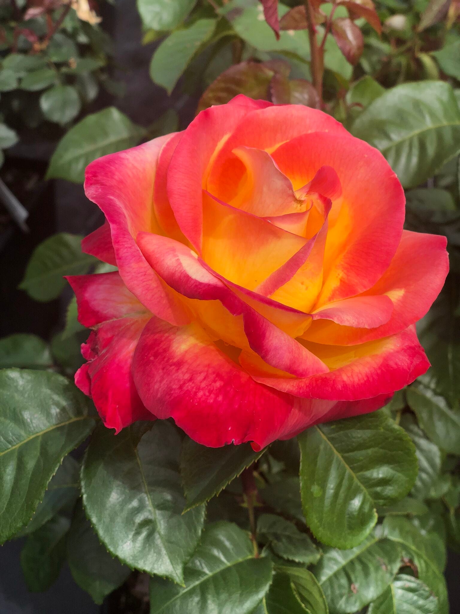 Showtainer CR-ST304-LO roses - View #3