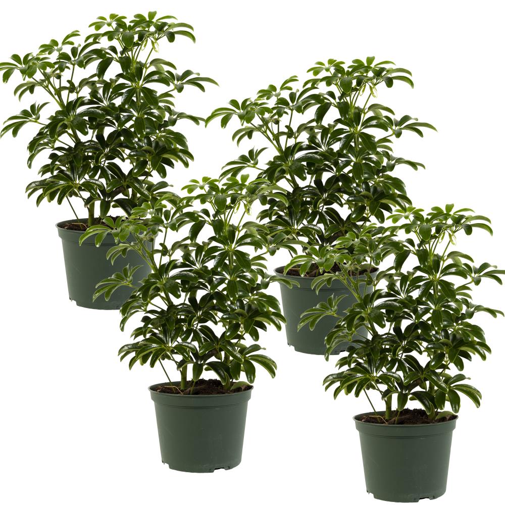 TropicalPlants.com ANCSCHAWA4PK06 6-in 4-Pack Medium Light (2-3-Hours Of Indirect Light Per Day) in Plastic