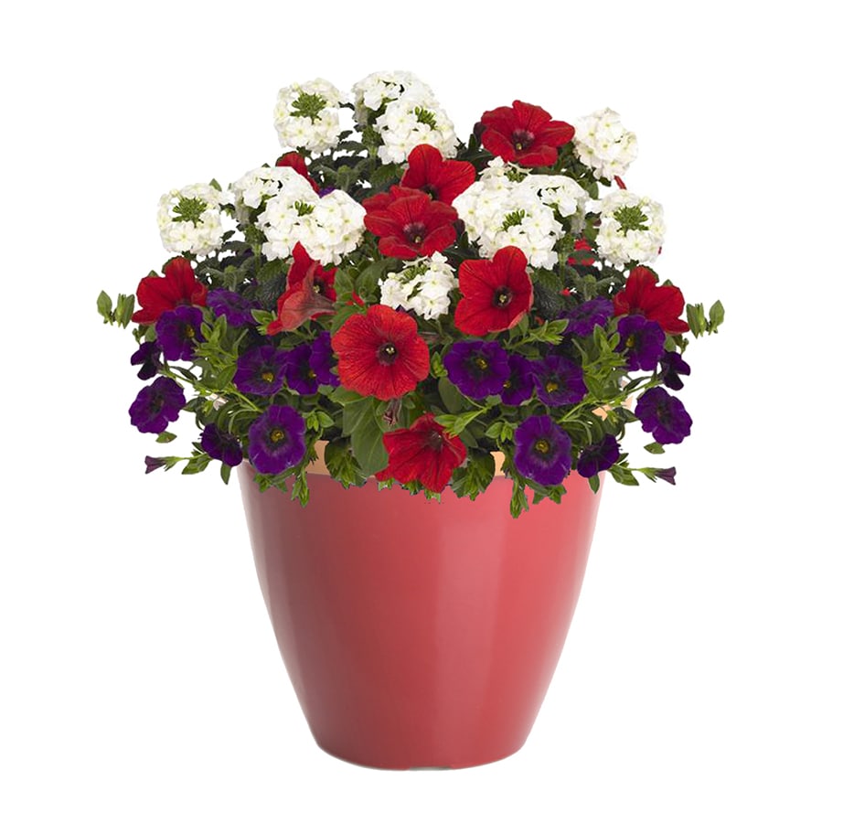 Lowe's Multicolor Mixed Annuals Combination Planter at Lowes.com