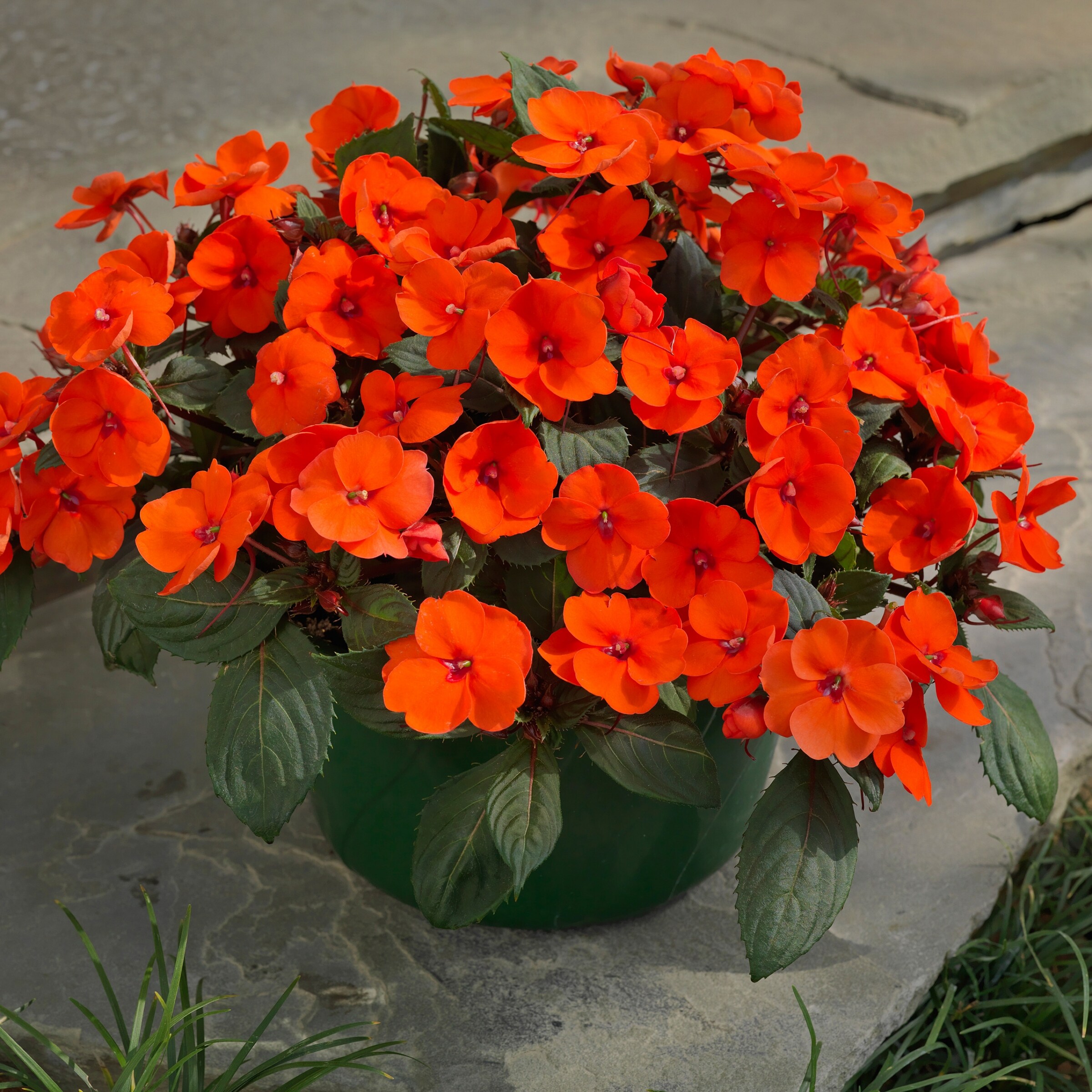 National Plant Network LW1565 annuals - View #2