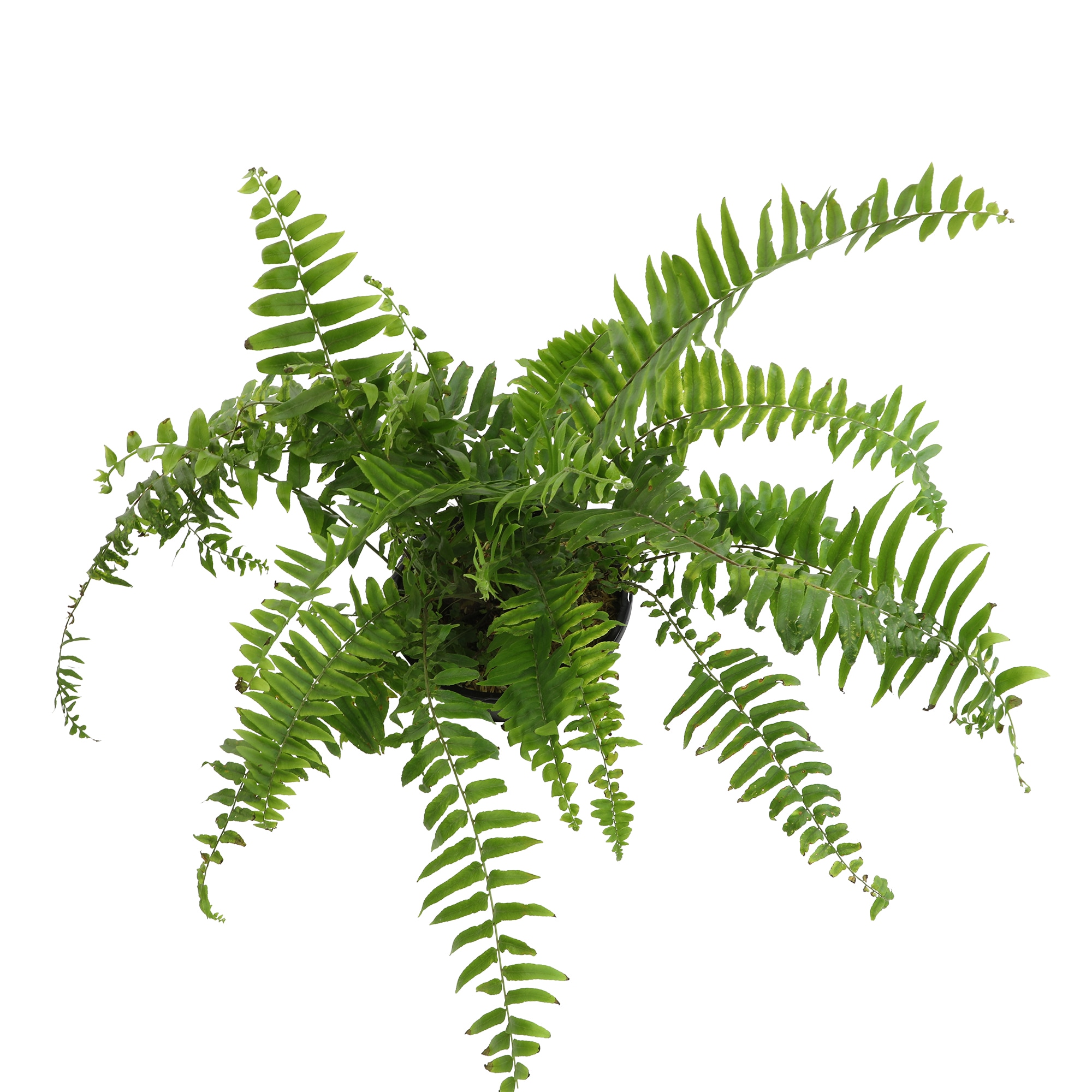 Altman Plants Macho Sword Fern House Plant in 6-in Pot in the House ...