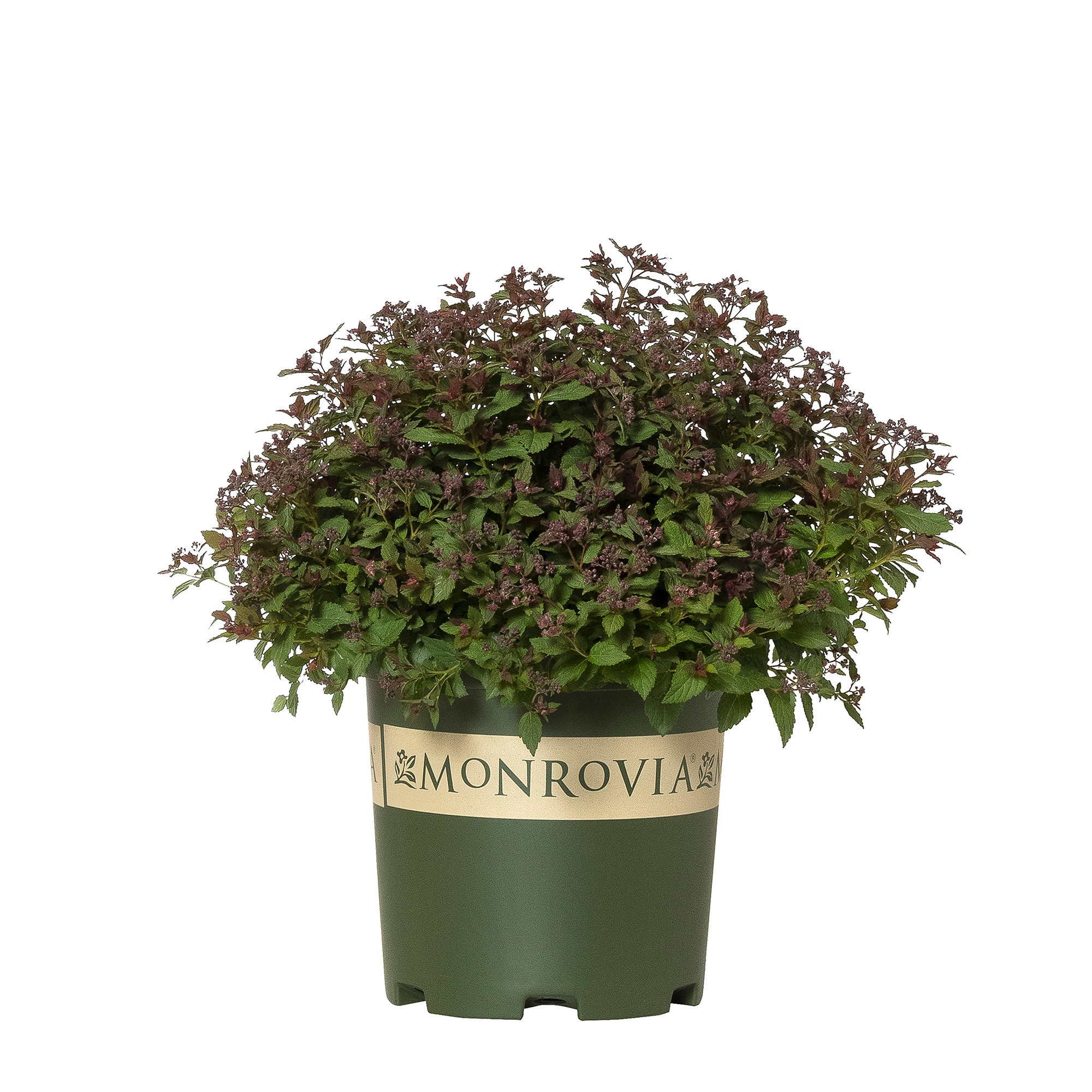 Monrovia KT10641299000200000 Lil' Flirt Spirea Flowering Shrub in 1.73 -Gallon Pot 1 -Pack