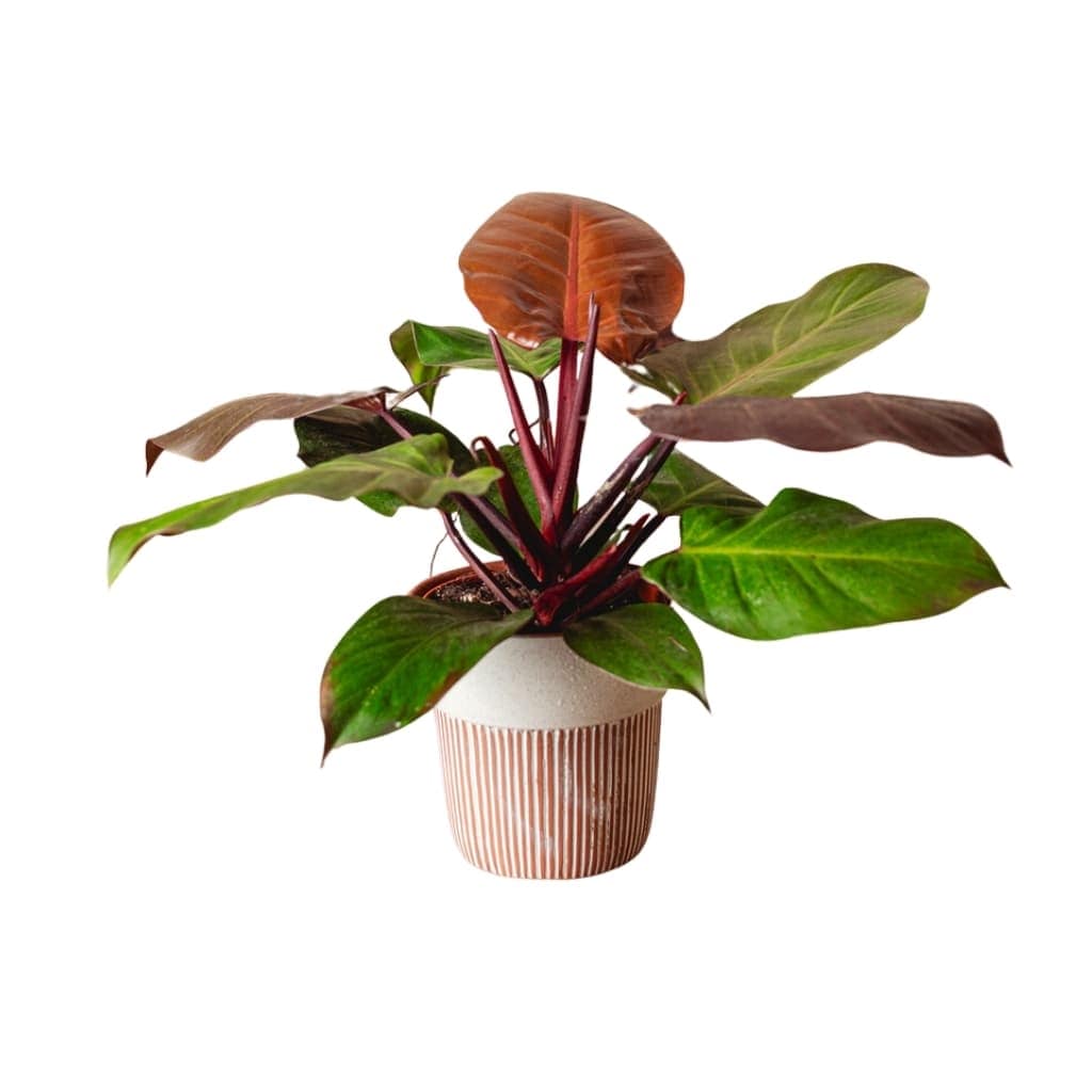 LiveTrends ASB06924 TILLED House plant in 36 Ounce(s) Pot 1 -Pack