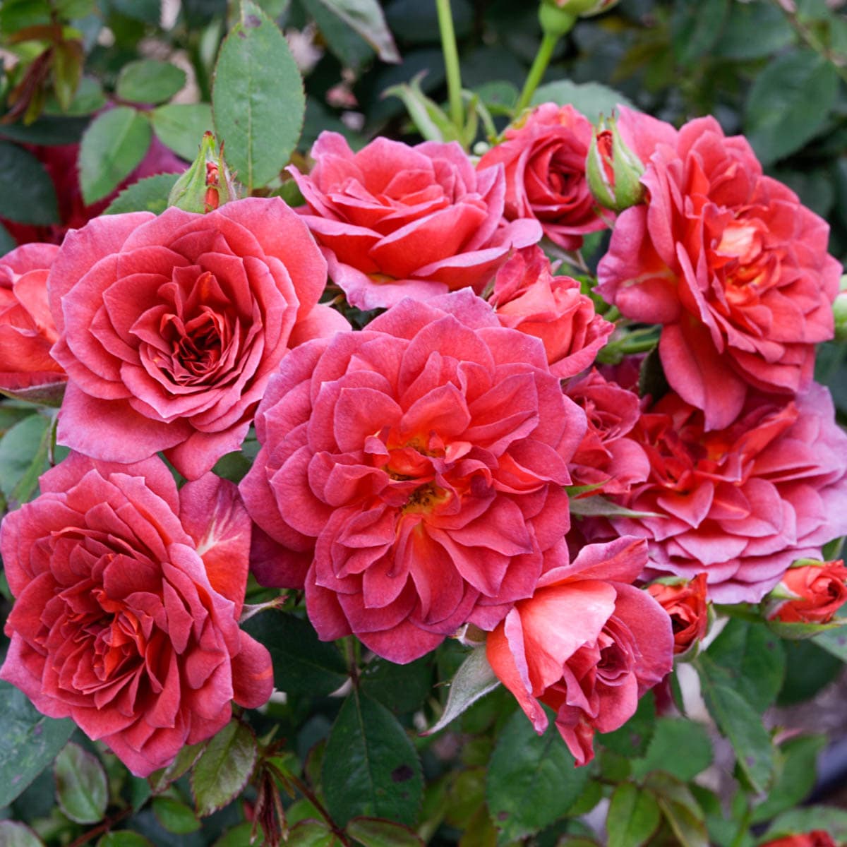 Spring Hill Nurseries 99235 roses - View #2
