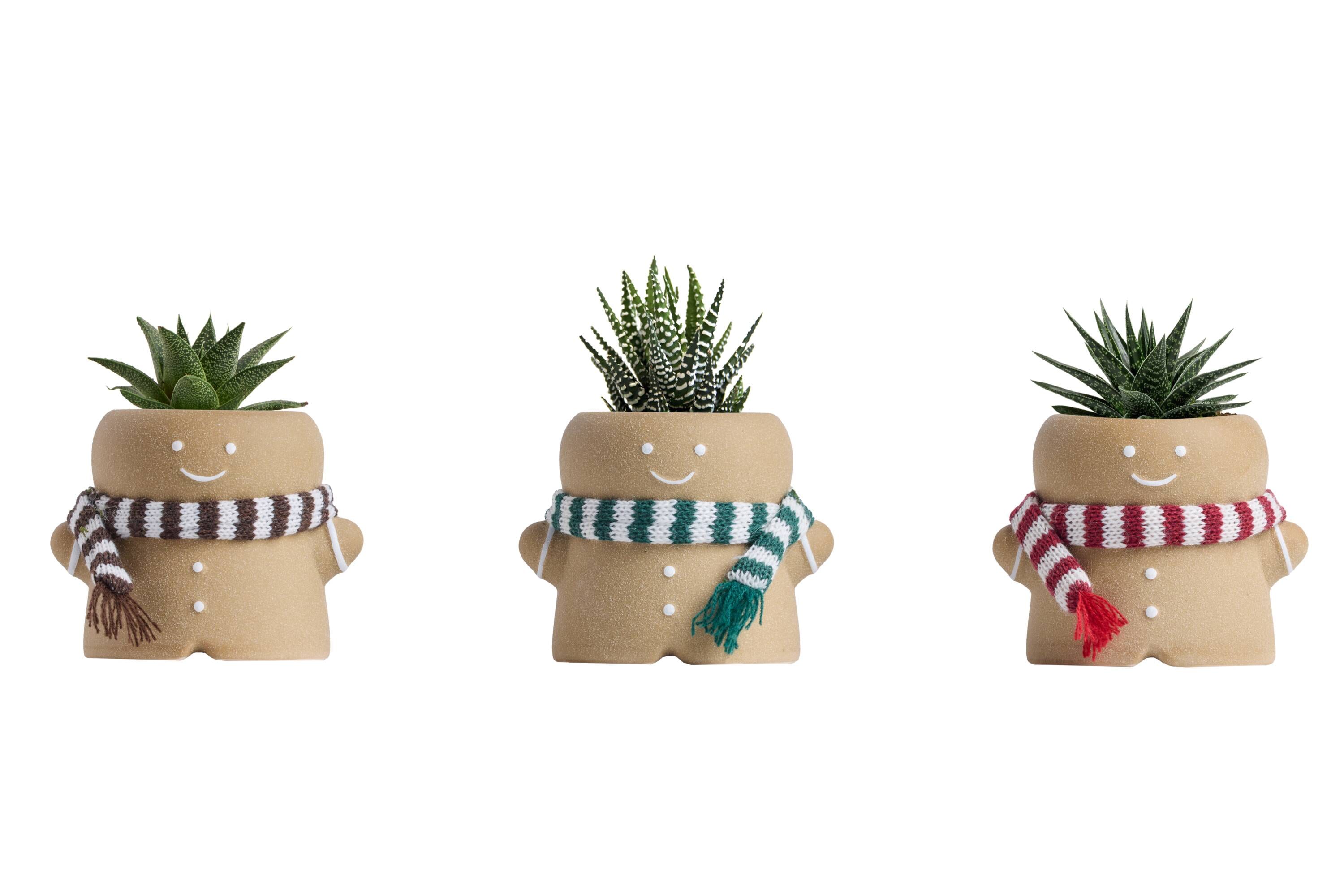 LiveTrends - 1 -Pack Drury Lane - Assorted Succulents in 2.3 -oz Pot