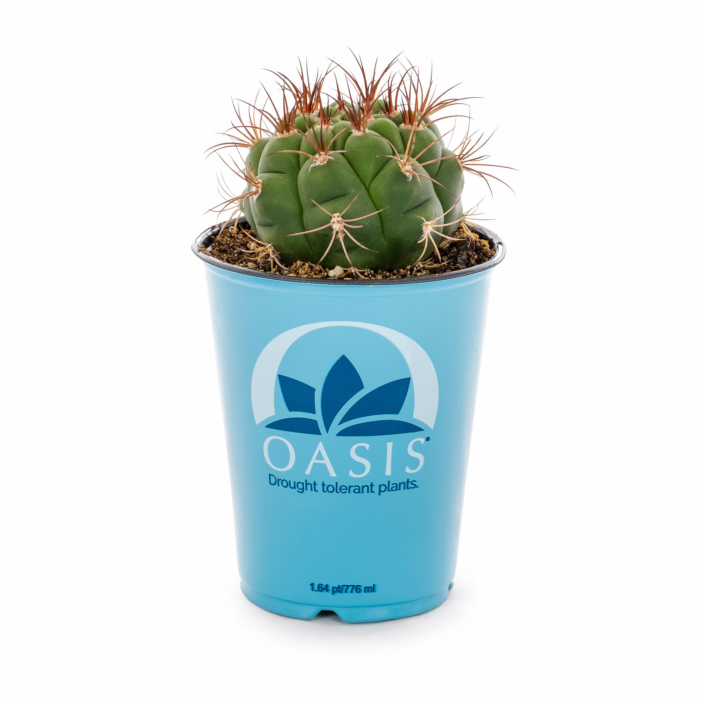 Lowe's 937381 Cacti-Succulents - View #19