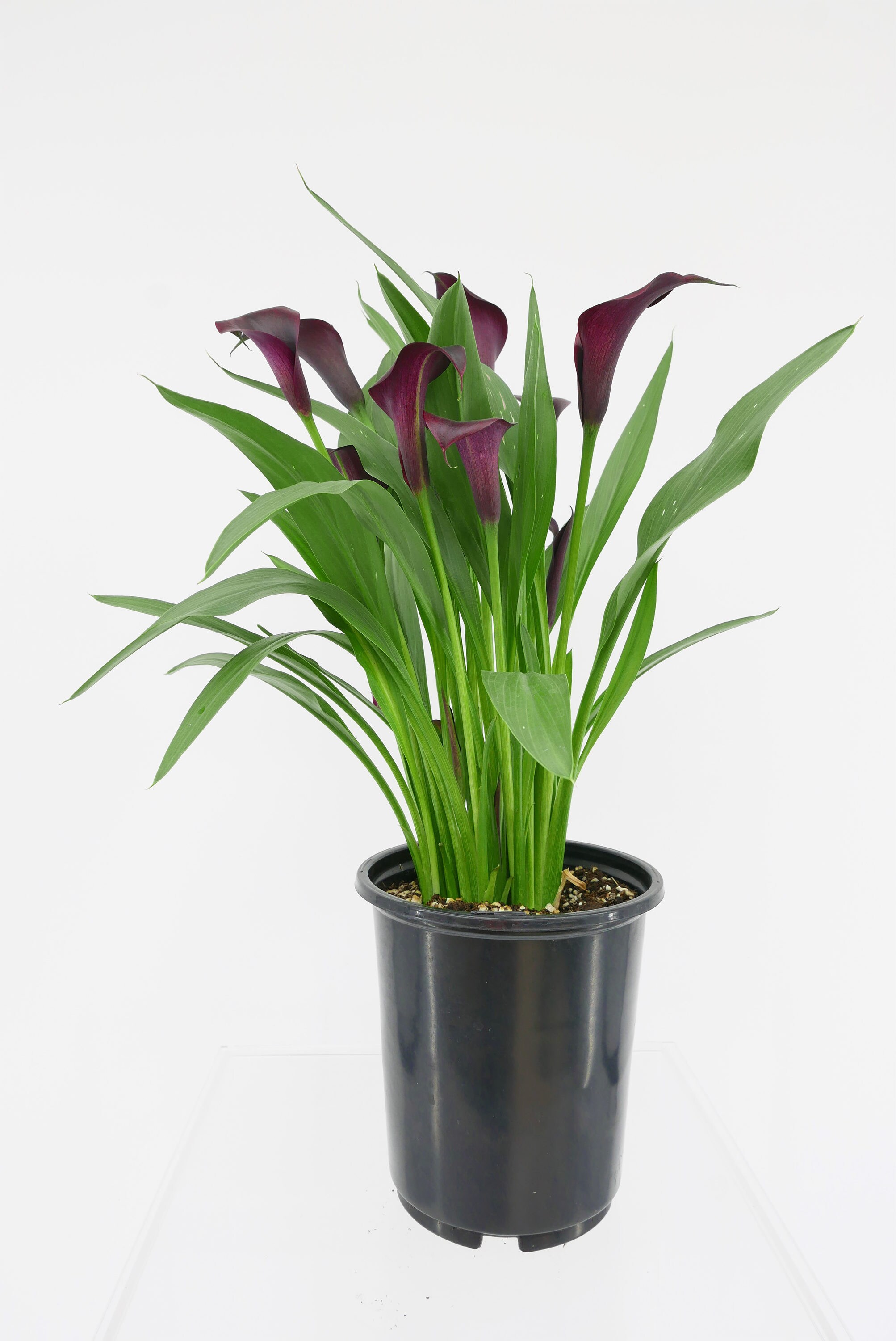 Calla Lily in  Pot in the Perennials department at 