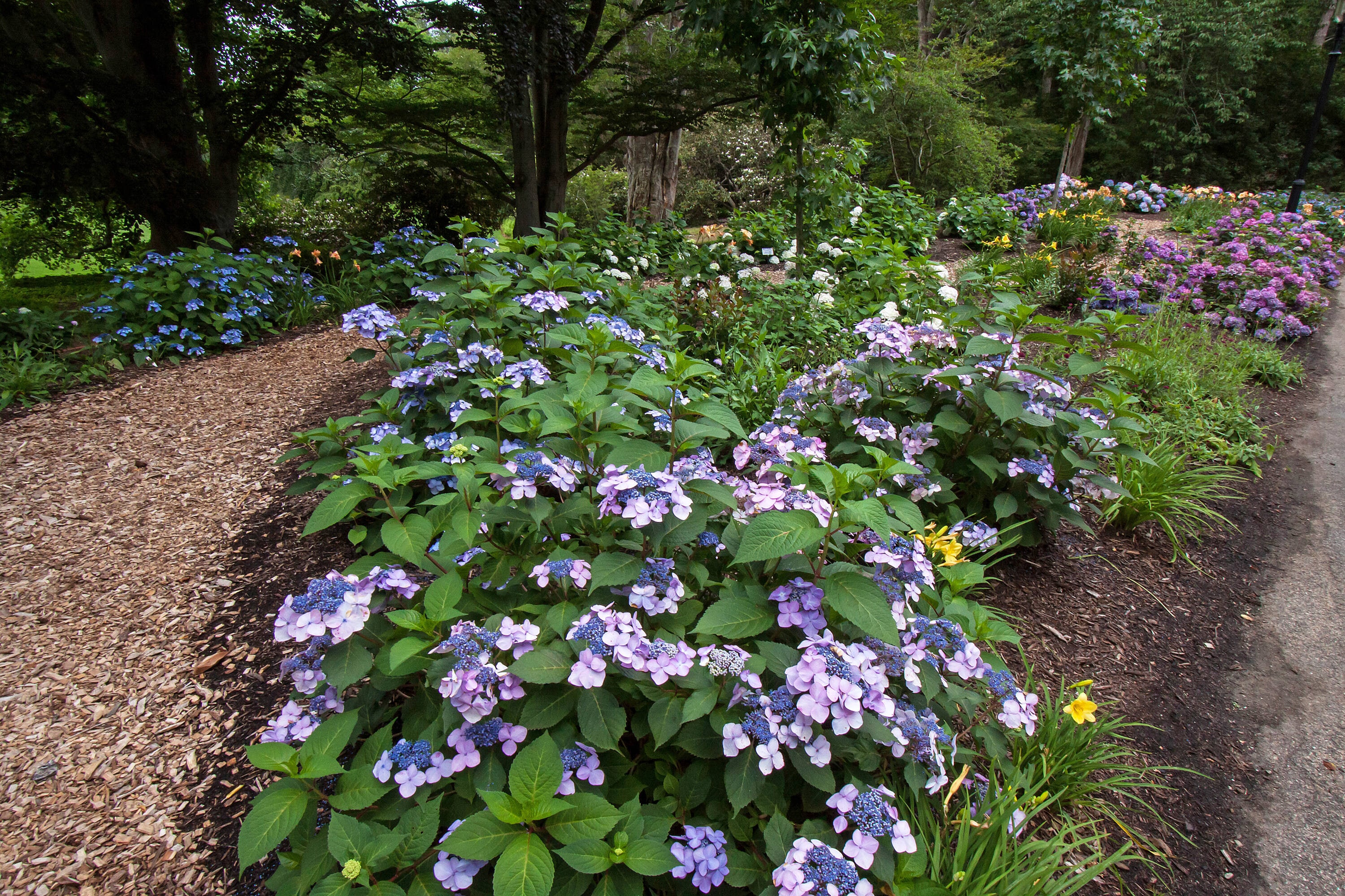 Twist-n-Shout® Reblooming Hydrangea