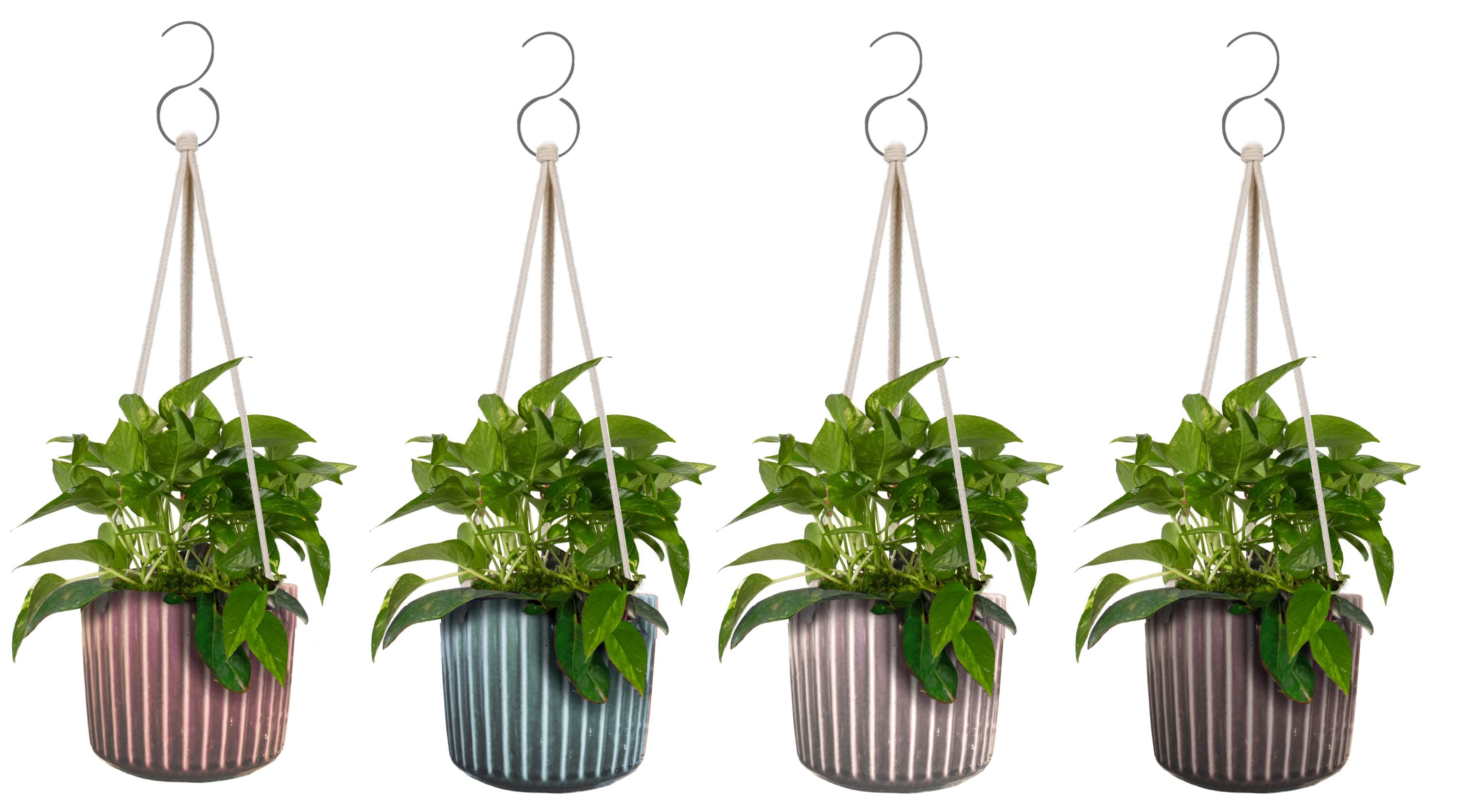 LiveTrends ASB07585 PIN STRIPE House plant in 12 Ounce(s) Hanging basket 1 -Pack