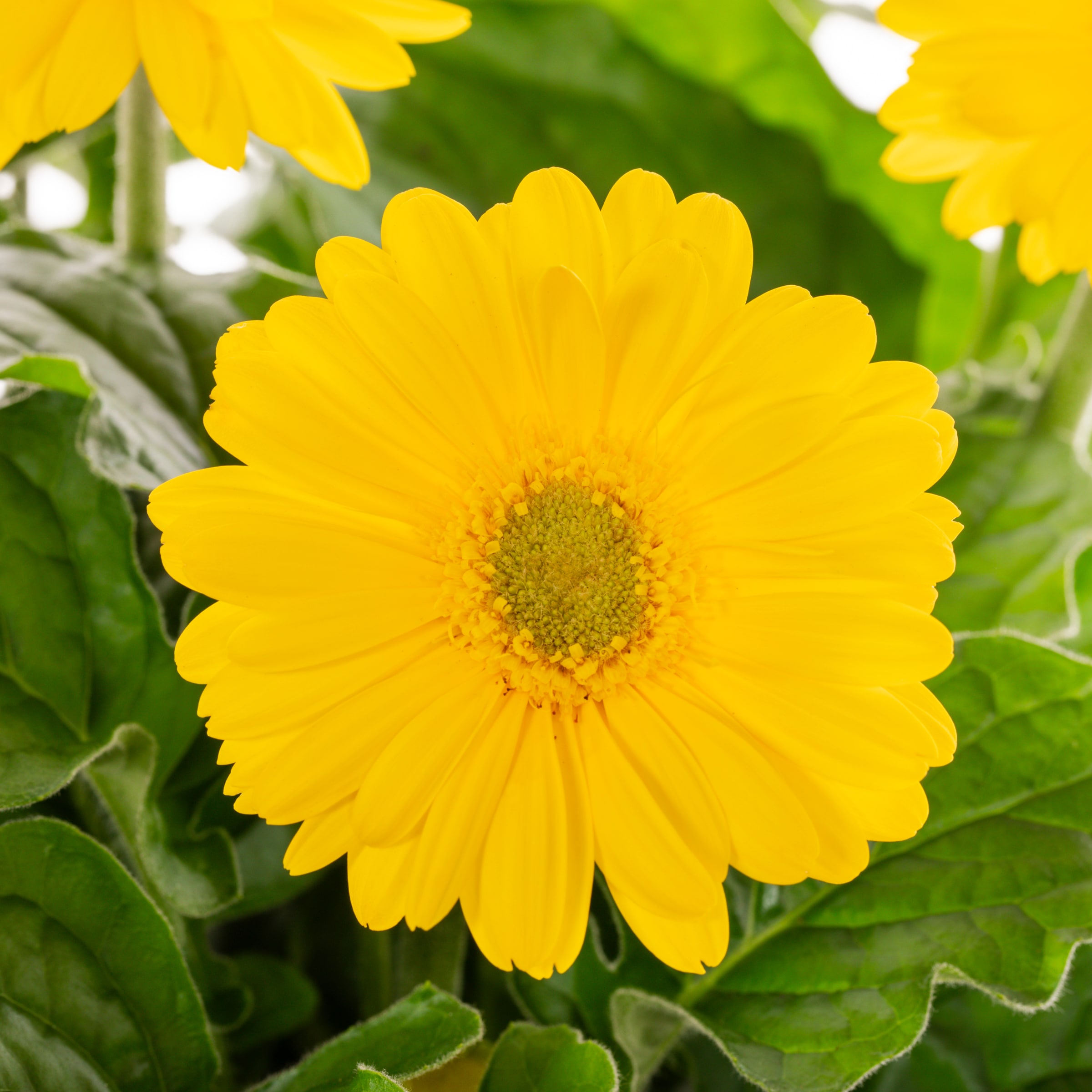 Metrolina Greenhouses 4723 annuals - View #2