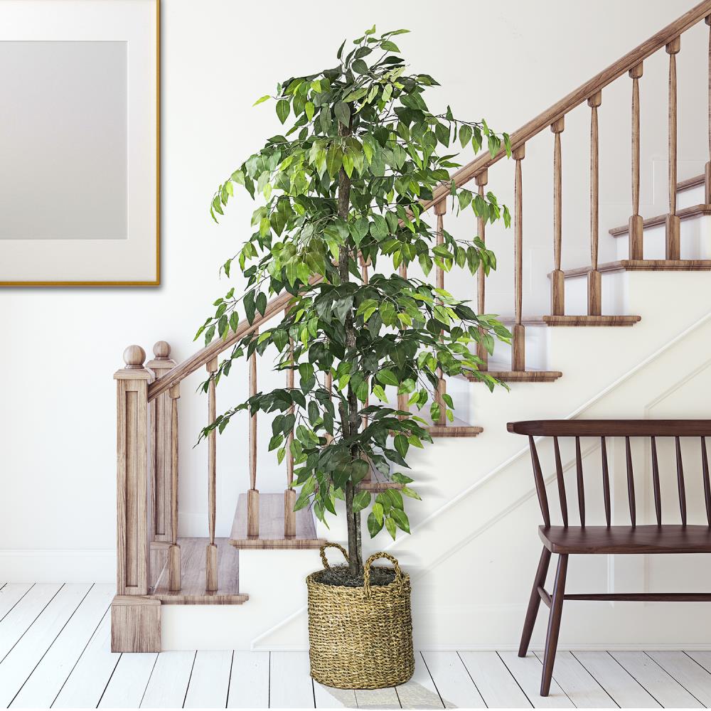 6' Ficus Artificial Tree in White Tin Planter