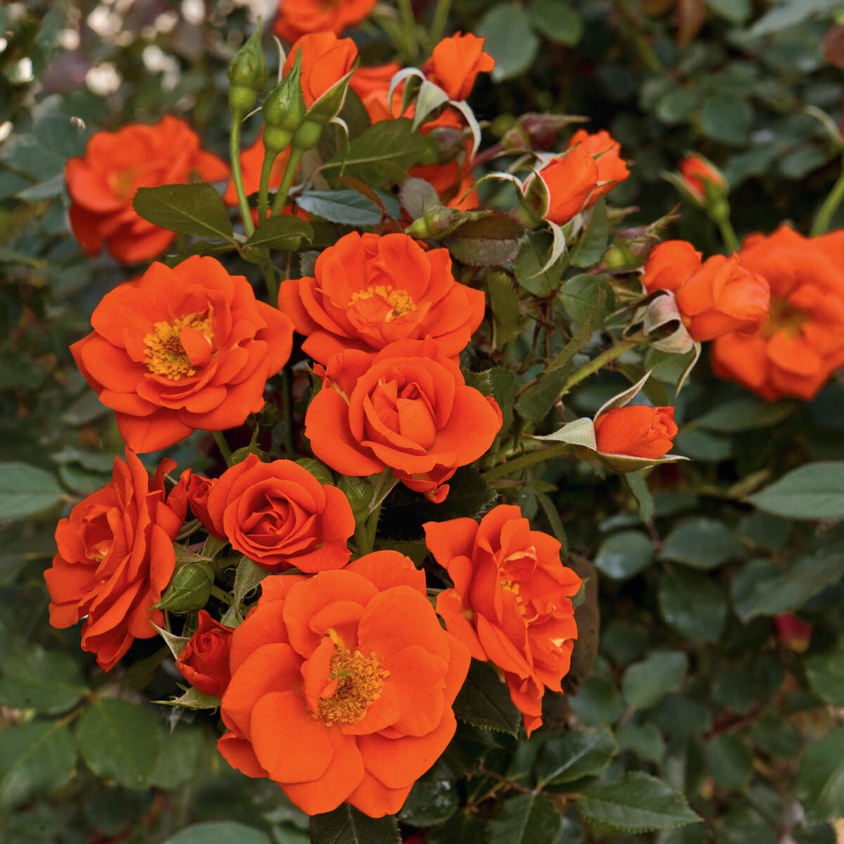 Spring Hill Nurseries 86282 roses - View #2