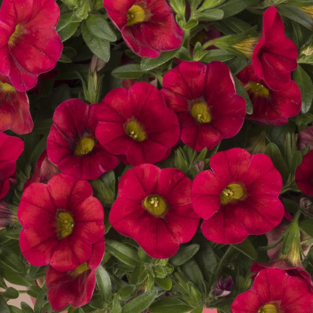 Monrovia NURSERY Red Calibrachoa in Quart(s) Pot