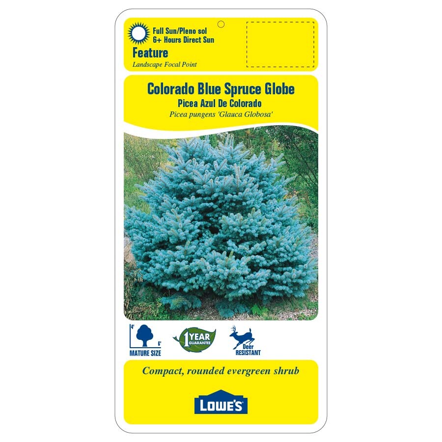 Lowe's Feature Colorado Blue Spruce Globe In Pot (With Soil) NURSERY at ...