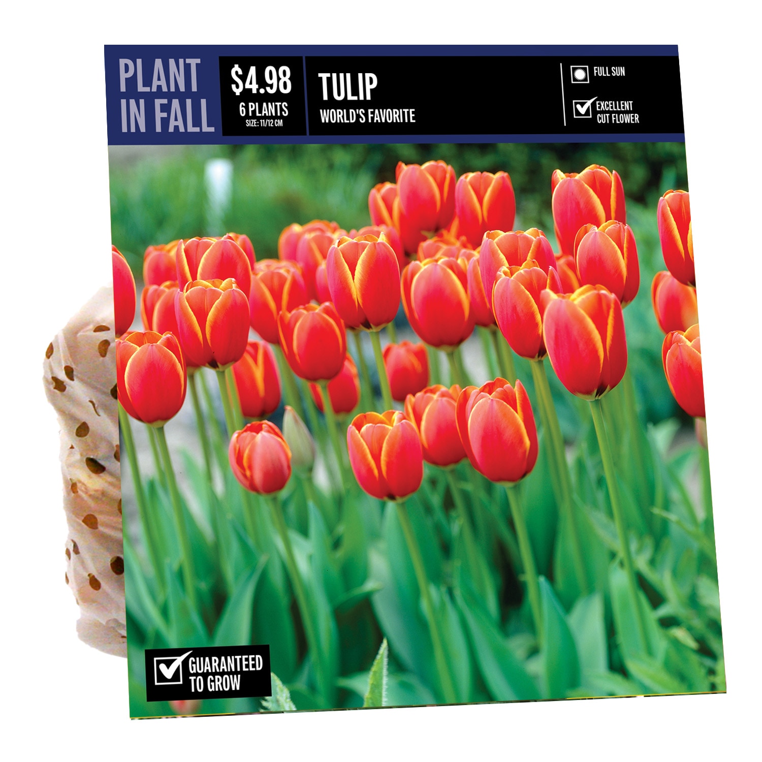  NURSERY TULIP WORLDS FAVORITE PBS