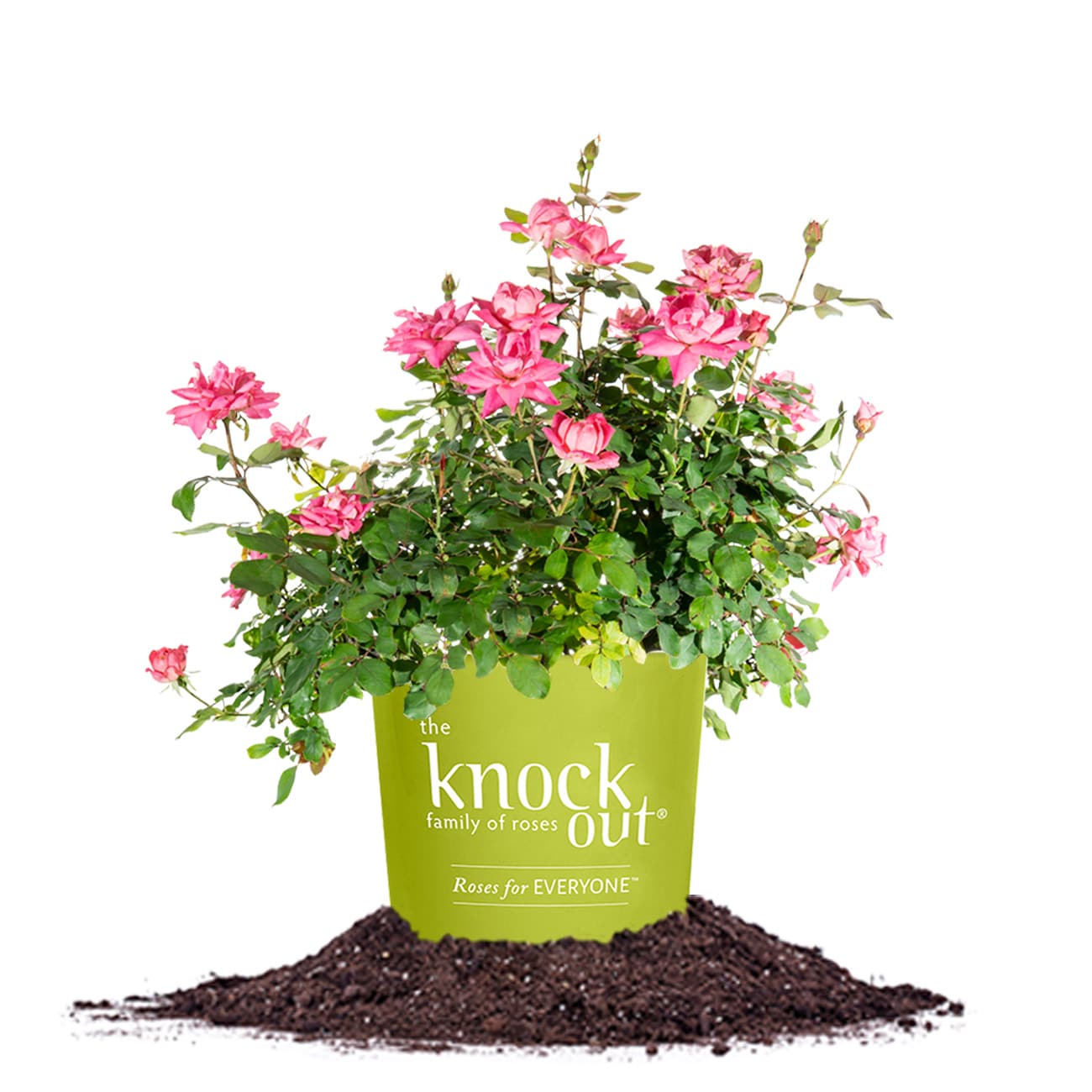 Perfect Plants Pink Double Pink Knockout Rose 1-gallon In Pot In The 