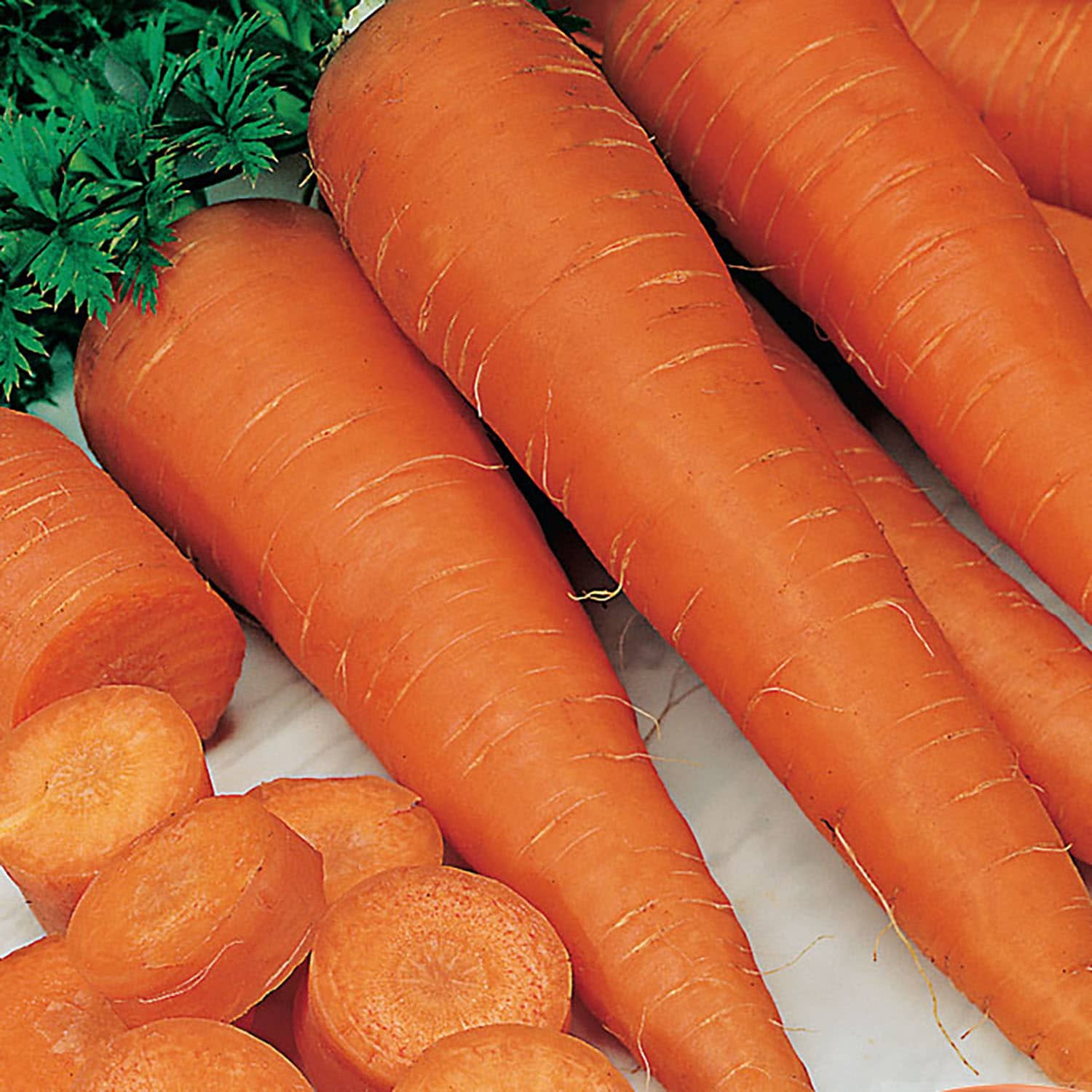 Ferry-Morse 249.550501 Vegetable-Herb-Seeds - View #3