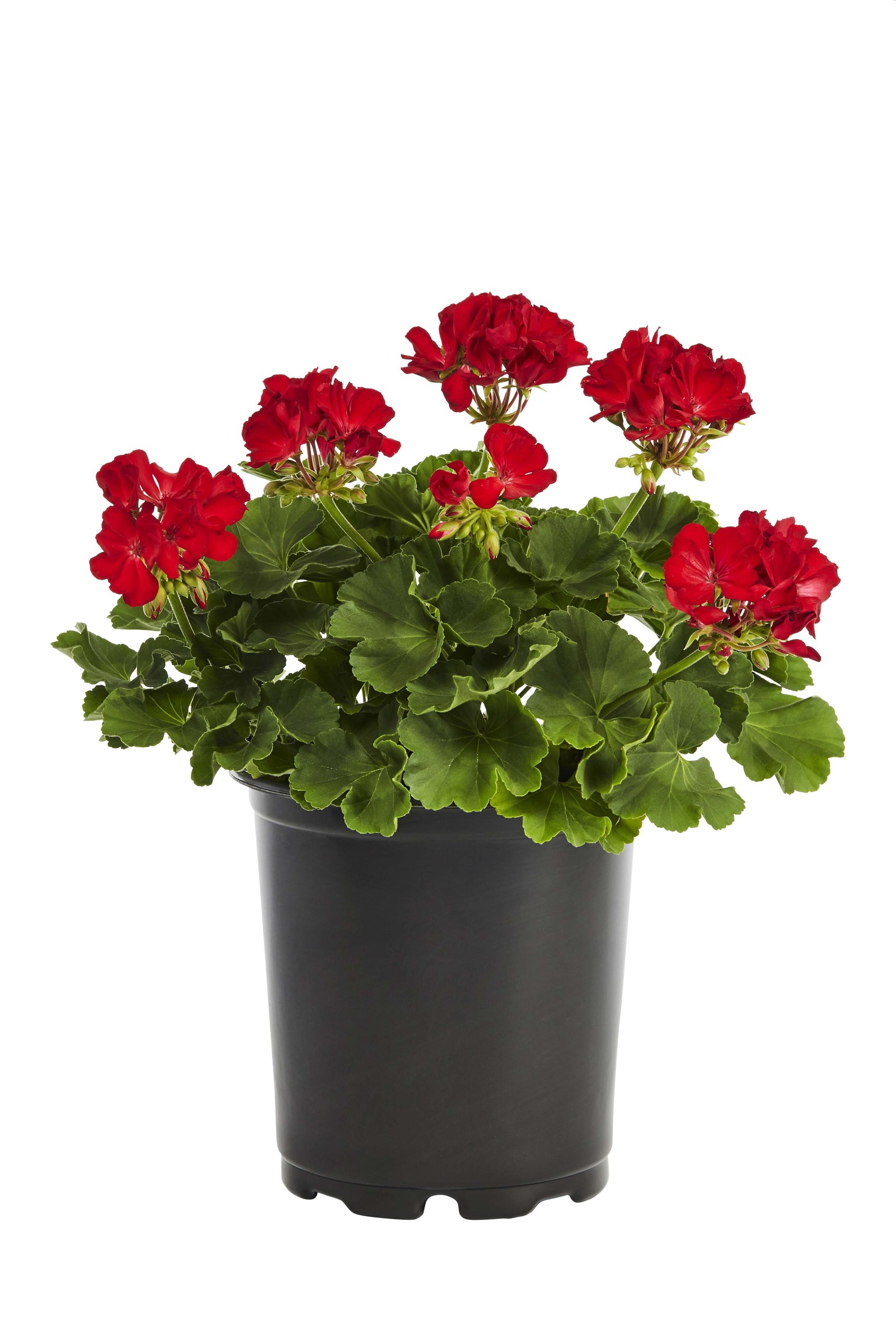 Lowe's 2.50-QT GERANIUM PREM at Lowes.com