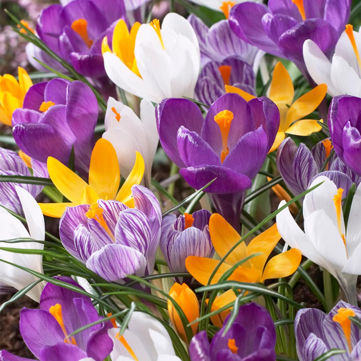 Van Zyverden 87092 Multicolor Crocus Large Flowering Blend Bulbs 8 Count
