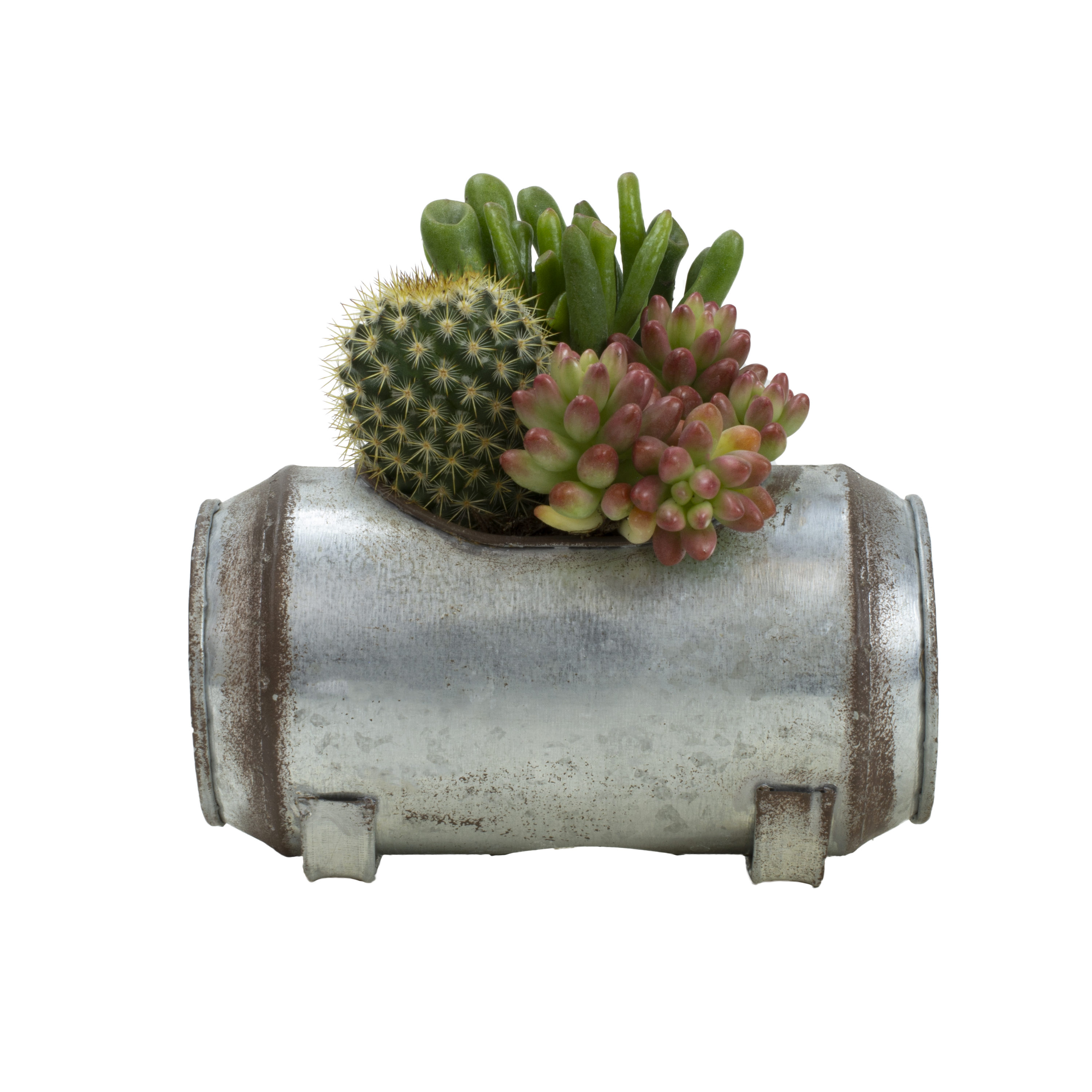 Lowe's NURSERY Succulent in 1-Pint Planter