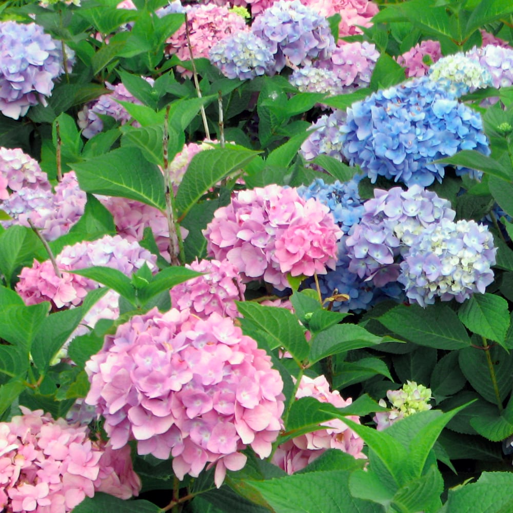 Spring Hill Nurseries Multicolor Flowering All Summer Beauty Hydrangea ...