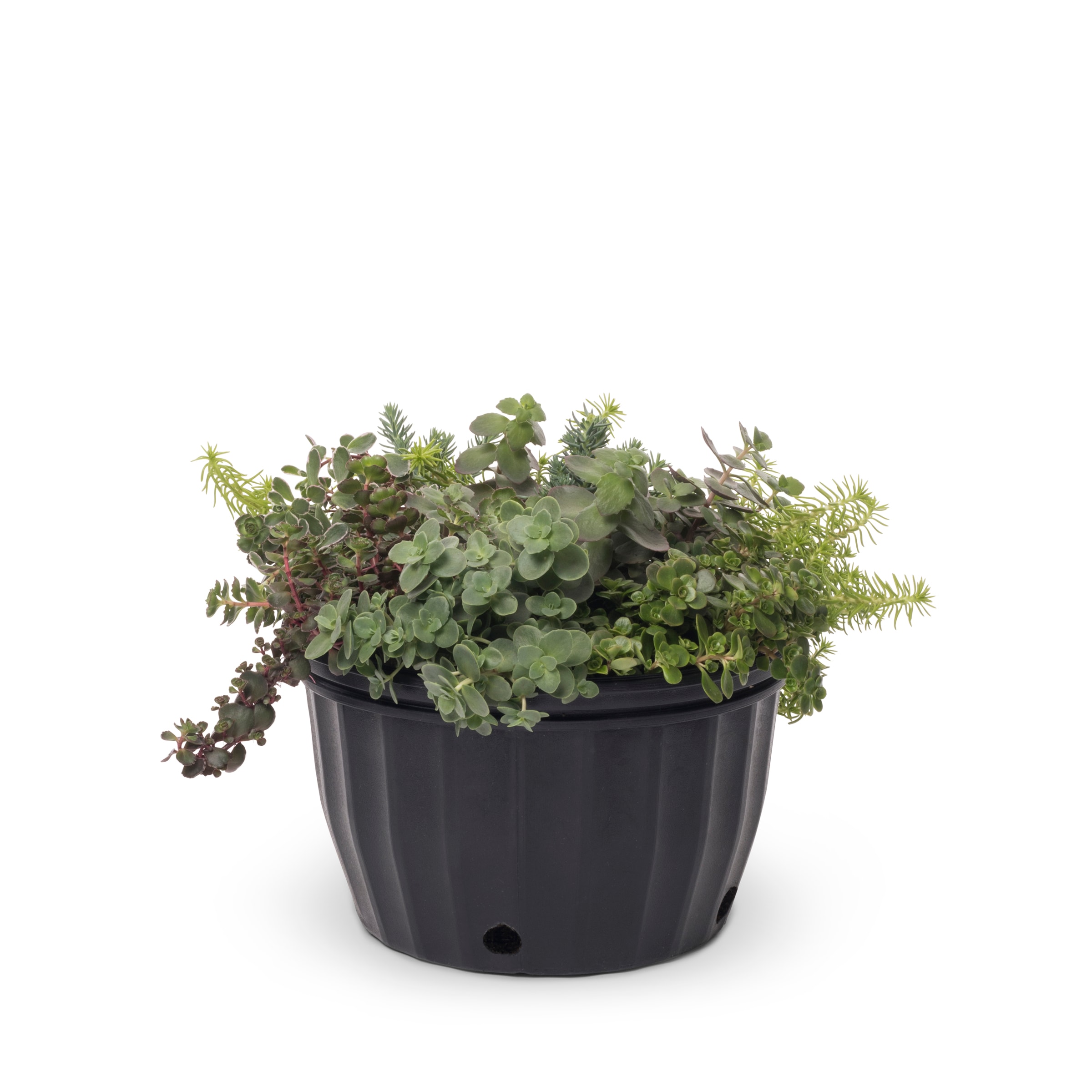 Lowe's NURSERY Multicolor Mixed Annuals in 1.5-Gallon Pot