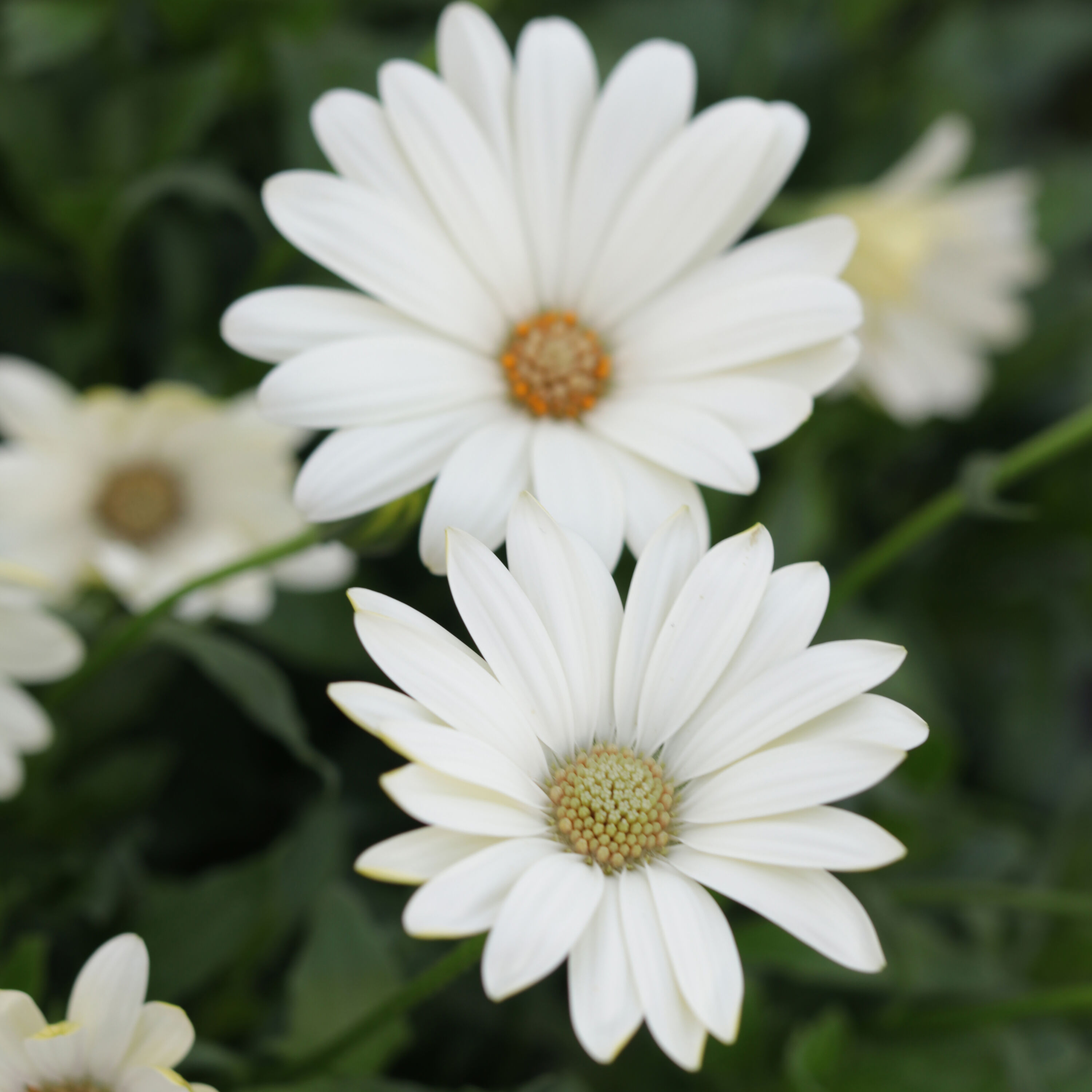 Proven Winners OSTPRW2517504 annuals - View #5