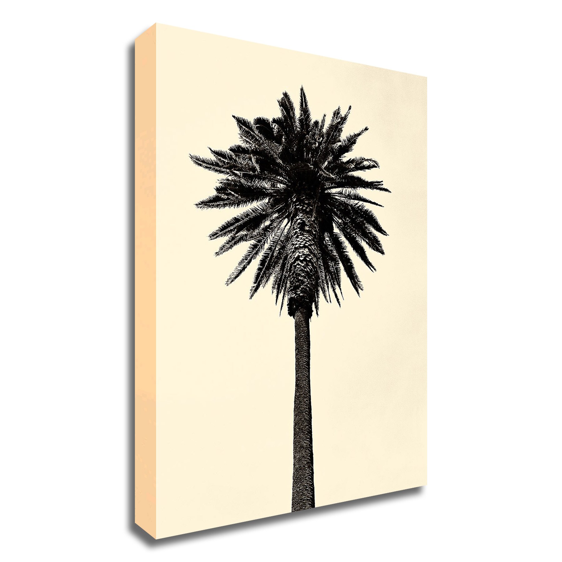 Tangletown Fine Art 8A445DC-2430 Palm Tree 1979 Tan Erik Asla 30-in H x 24-in W Photography Print on Canvas